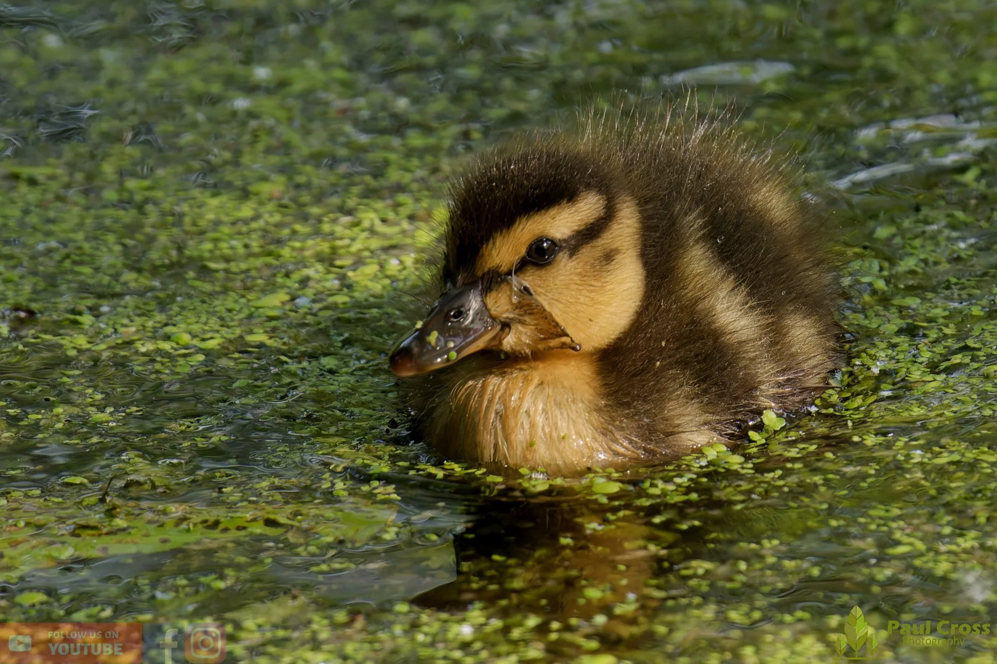 Mallard Duck-01264.jpg