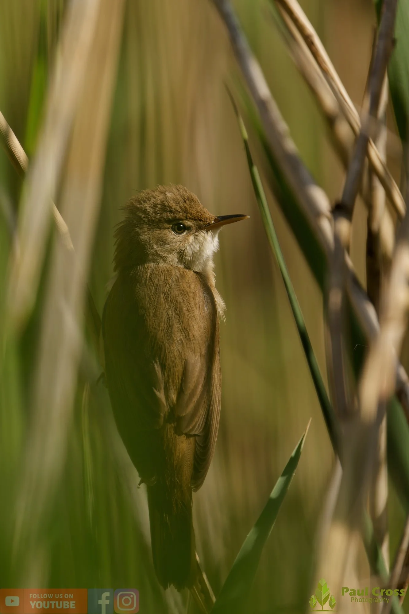 Reed Warbler-00193.jpg