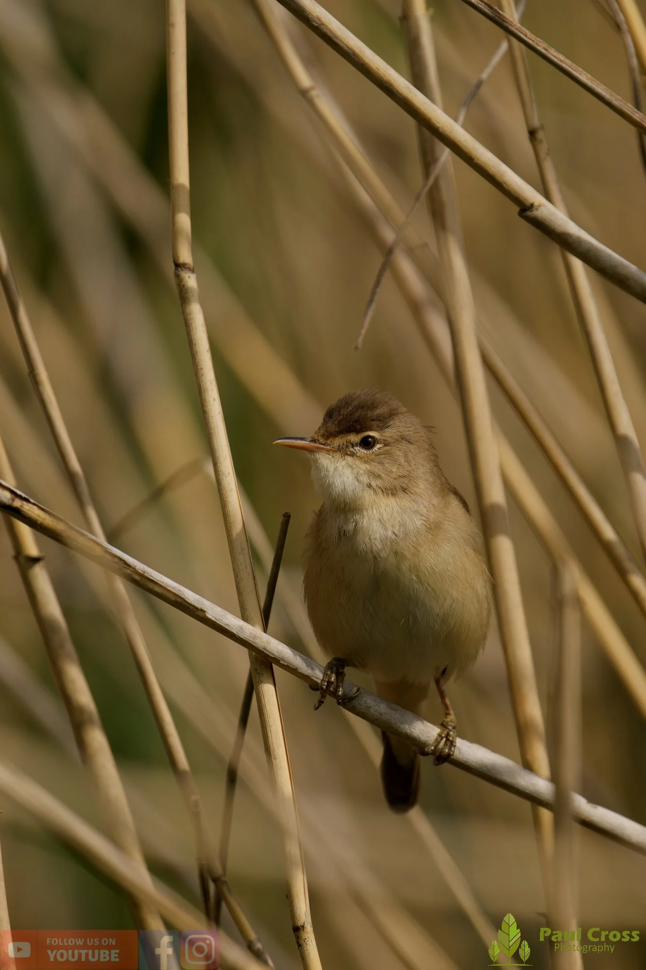 Reed Warbler-00195.jpg
