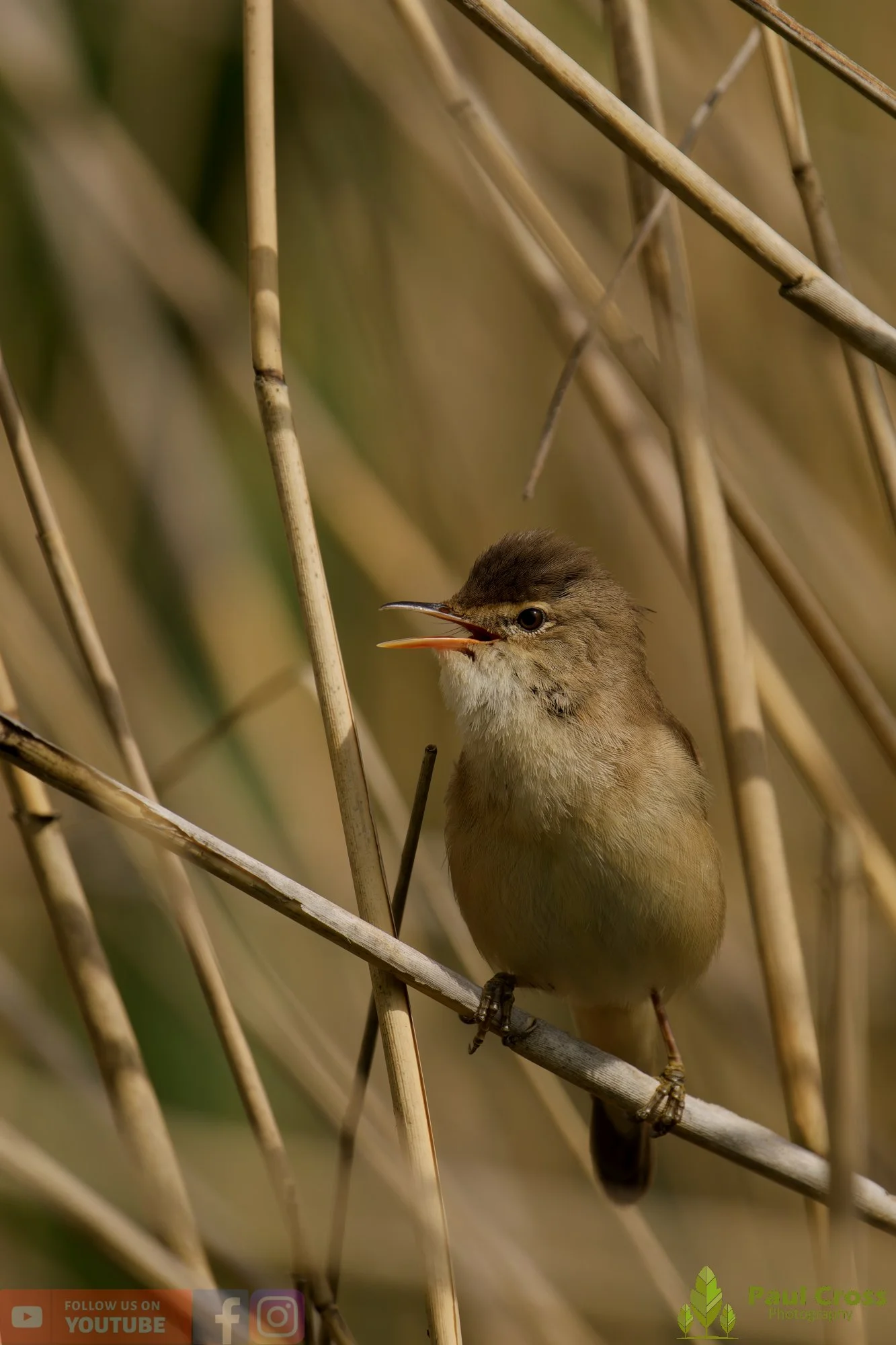 Reed Warbler-00196.jpg