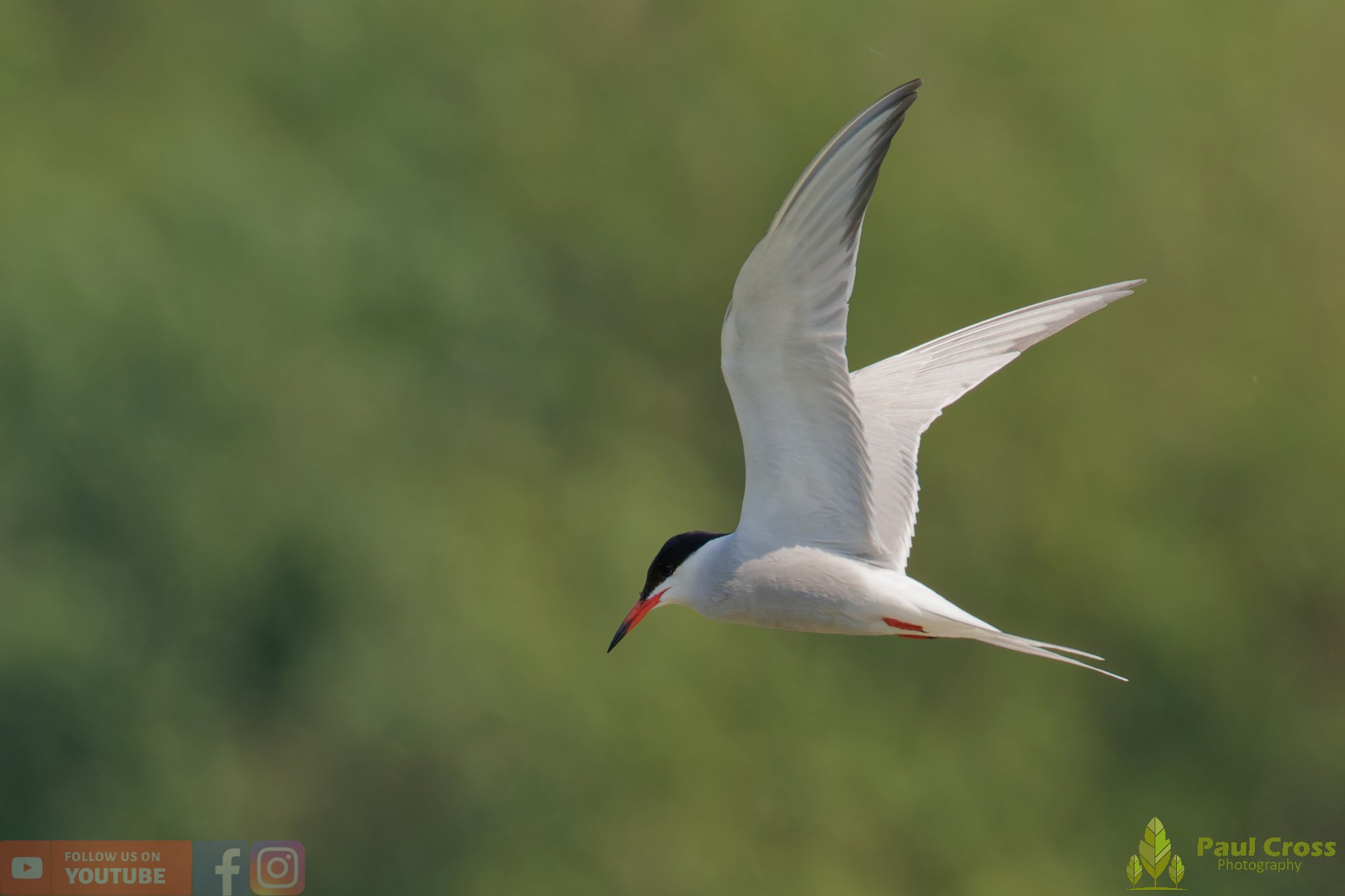 Common Tern-01952.jpg