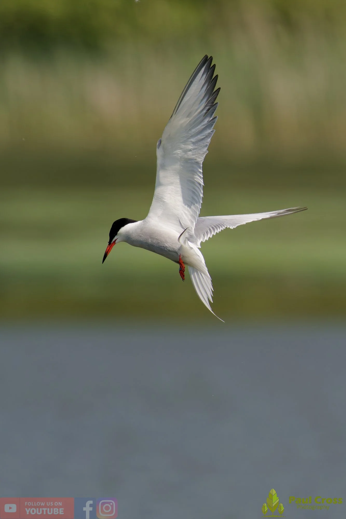 Common Tern-01953.jpg