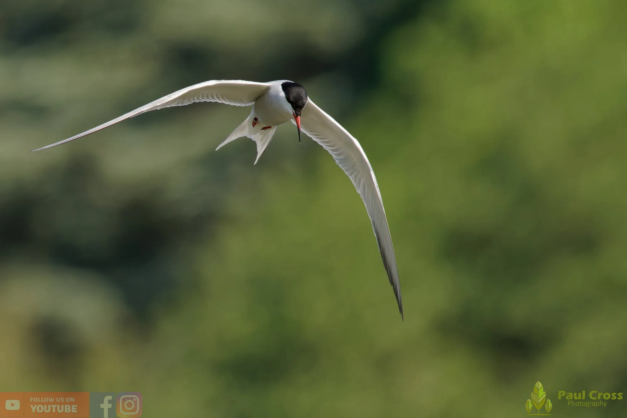 Common Tern-01954.jpg