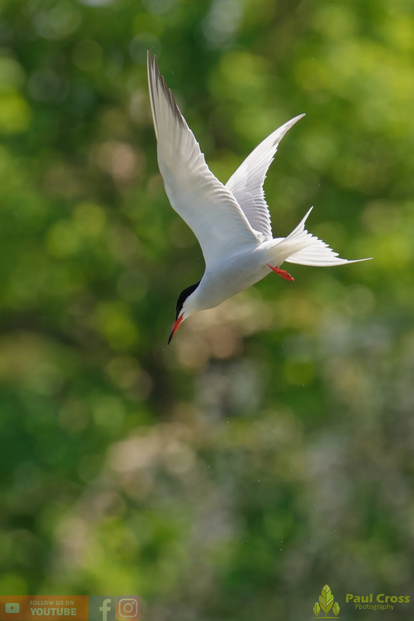 Common Tern-01955.jpg