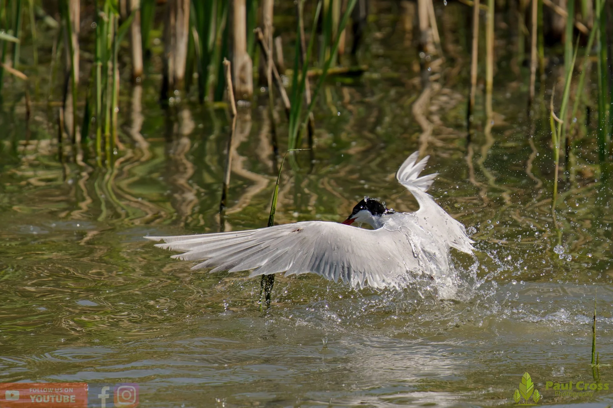 Common Tern-01956.jpg