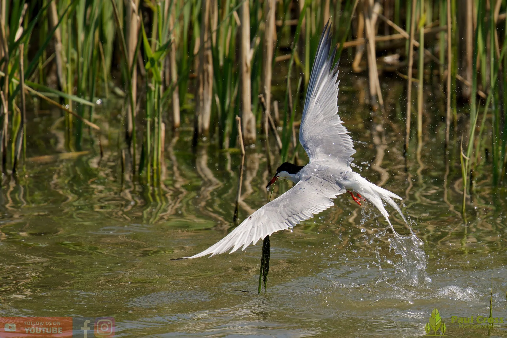 Common Tern-01957.jpg