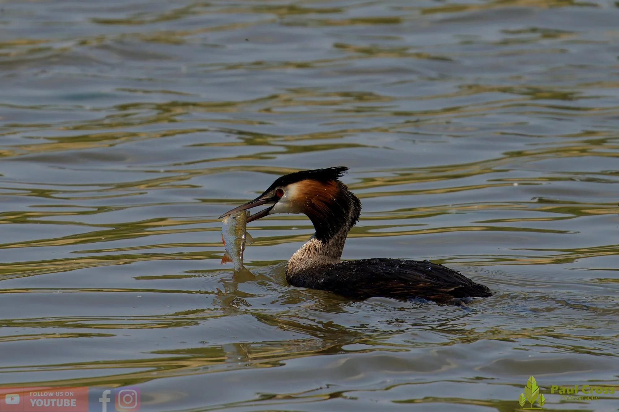 Great Crested Grebe-01159.jpg