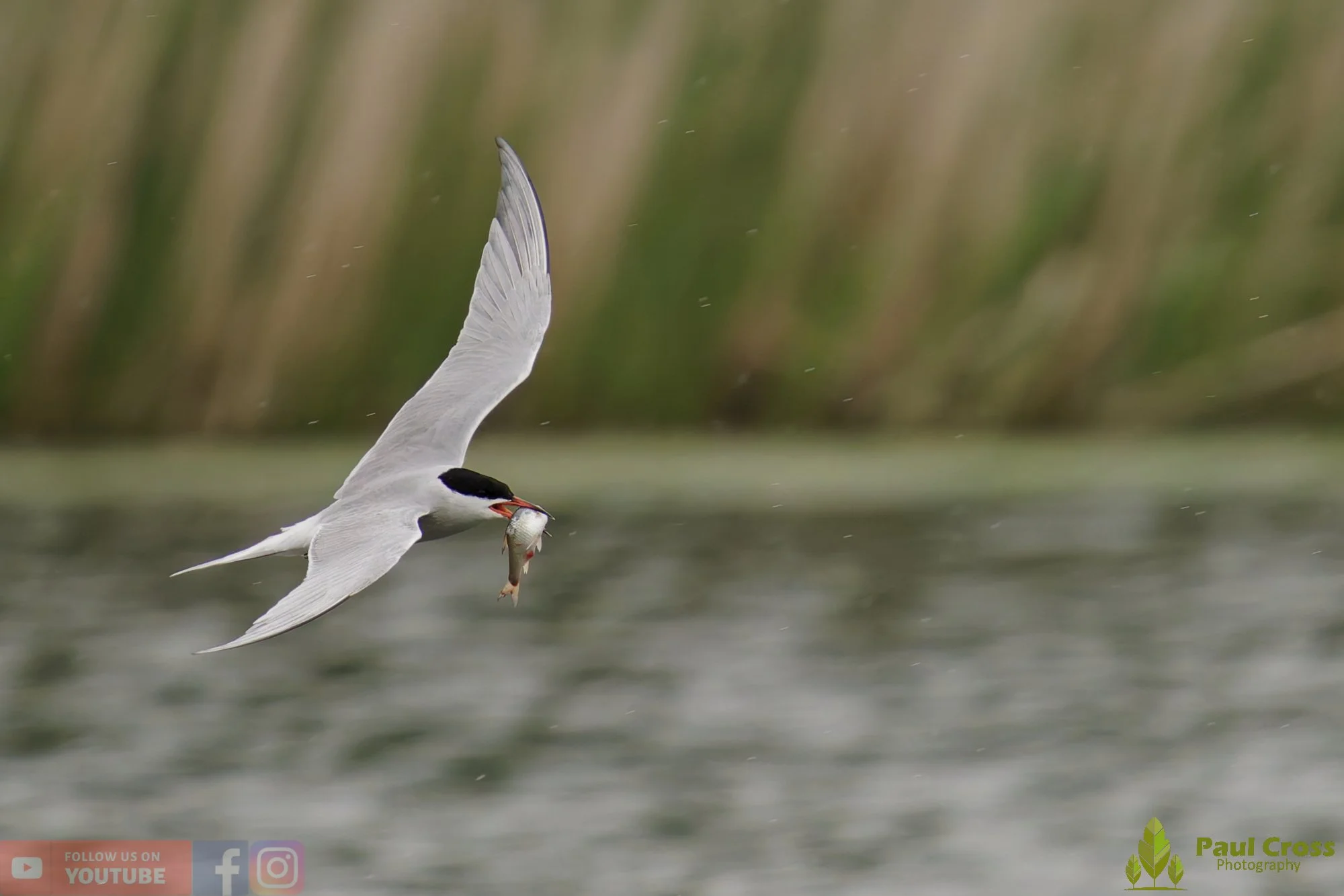 Common Tern-01958.jpg