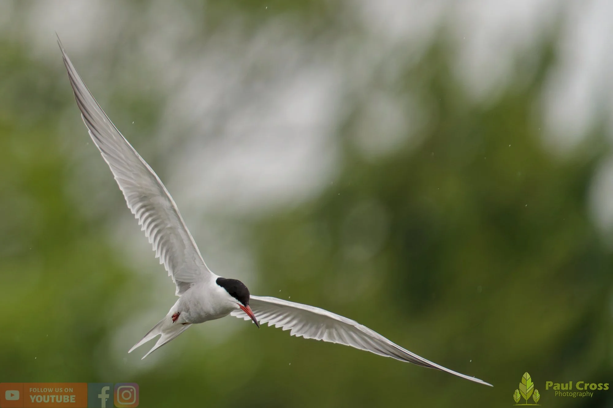 Common Tern-01959.jpg