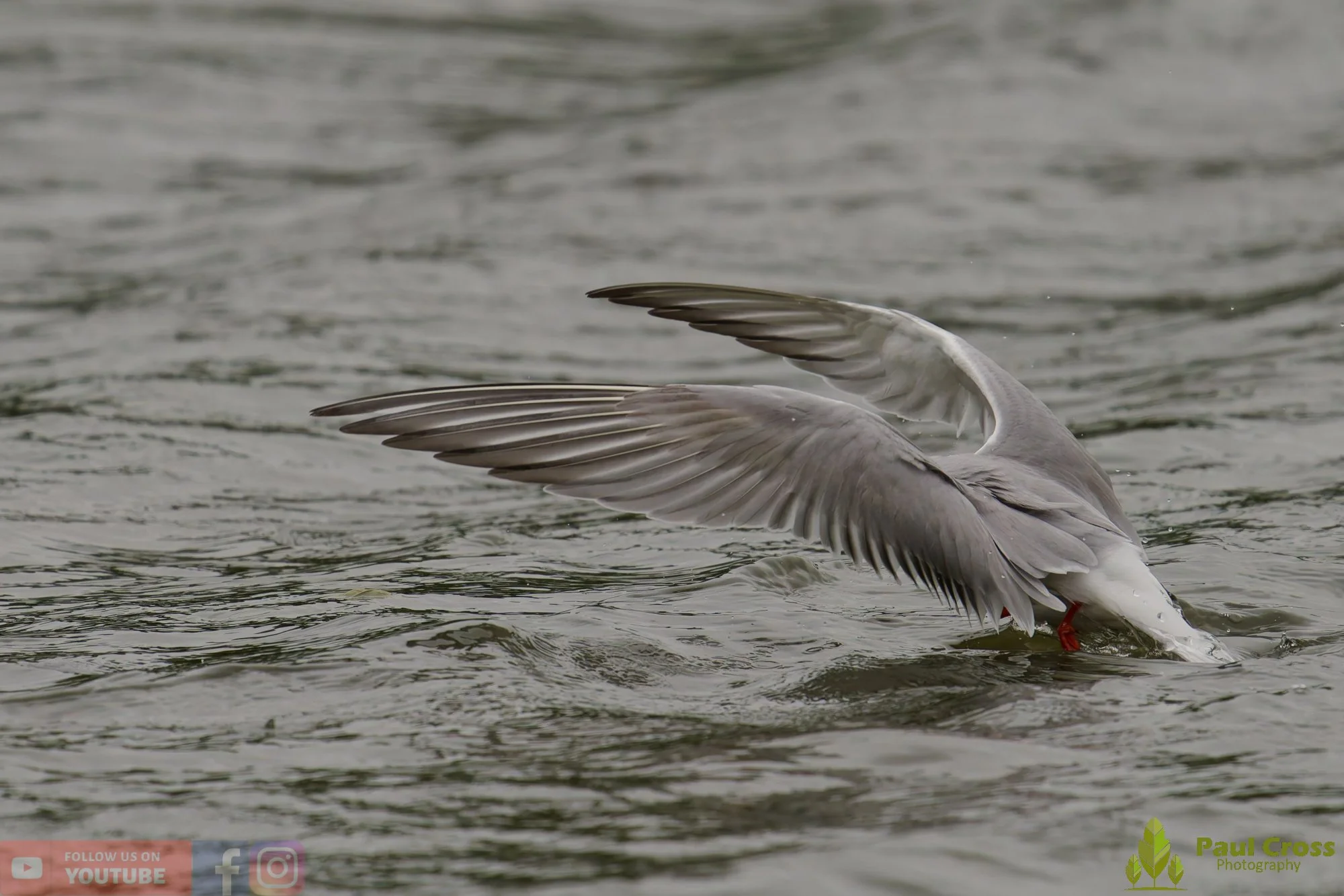 Common Tern-01960.jpg