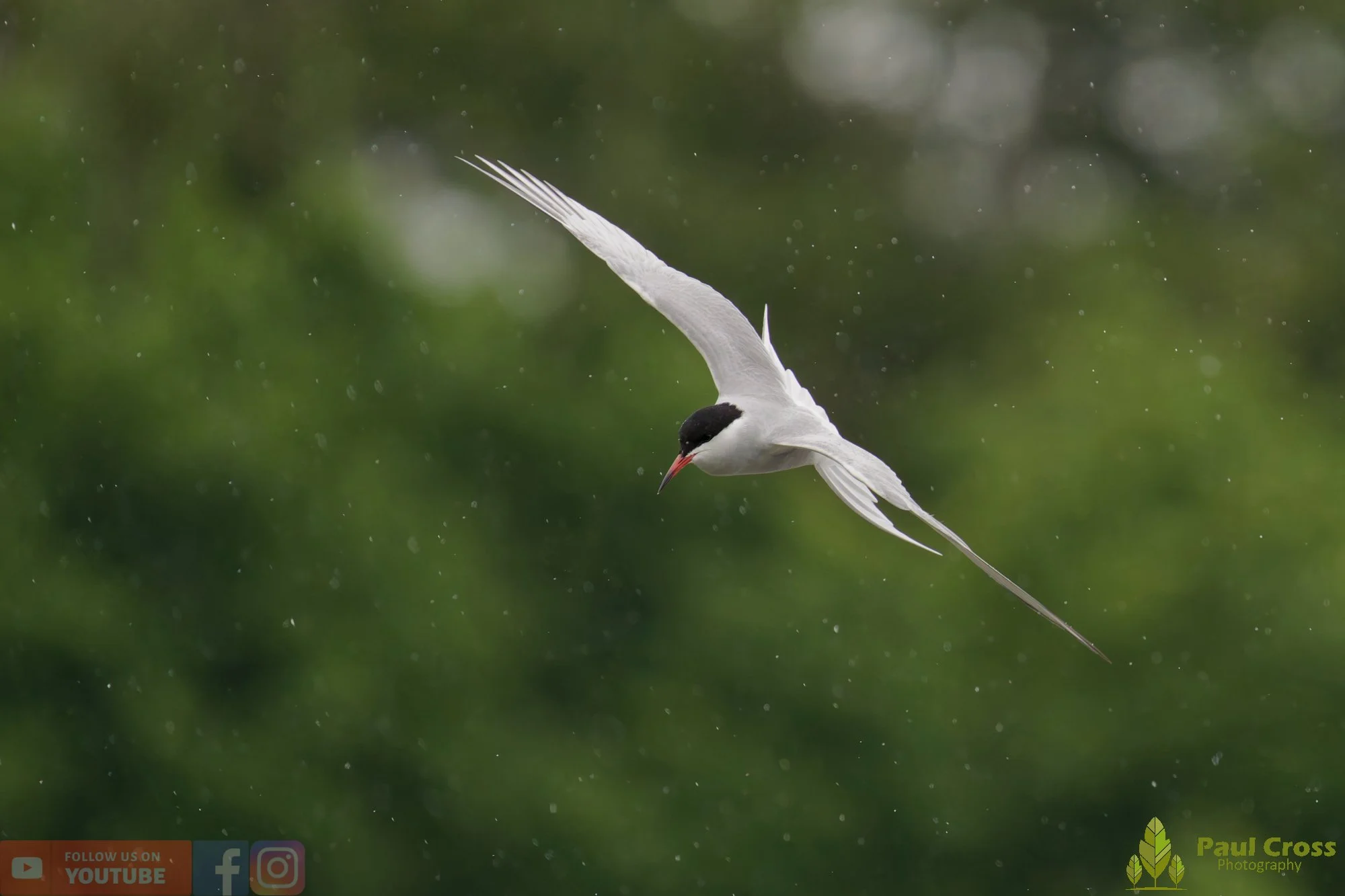 Common Tern-01961.jpg