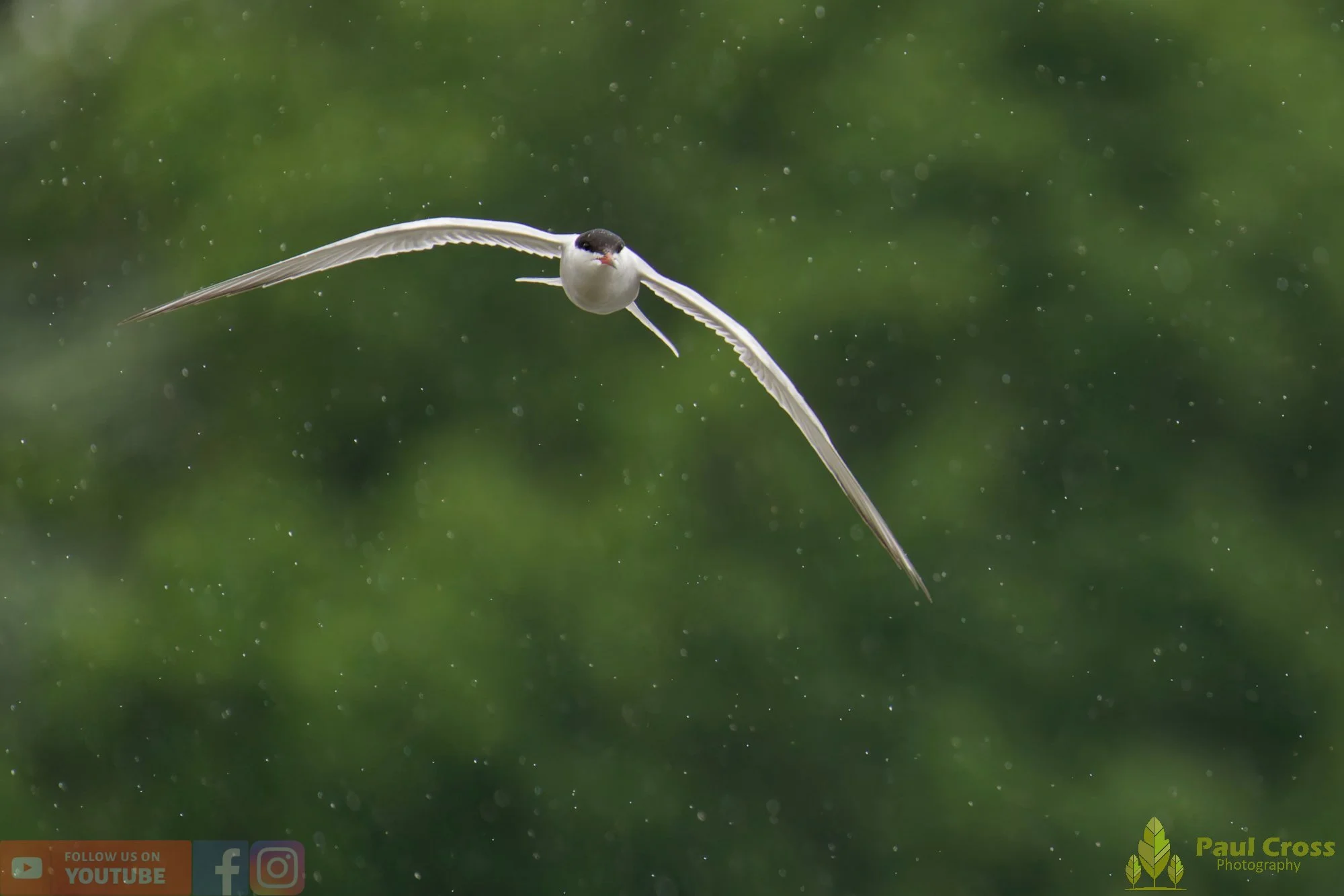 Common Tern-01962.jpg