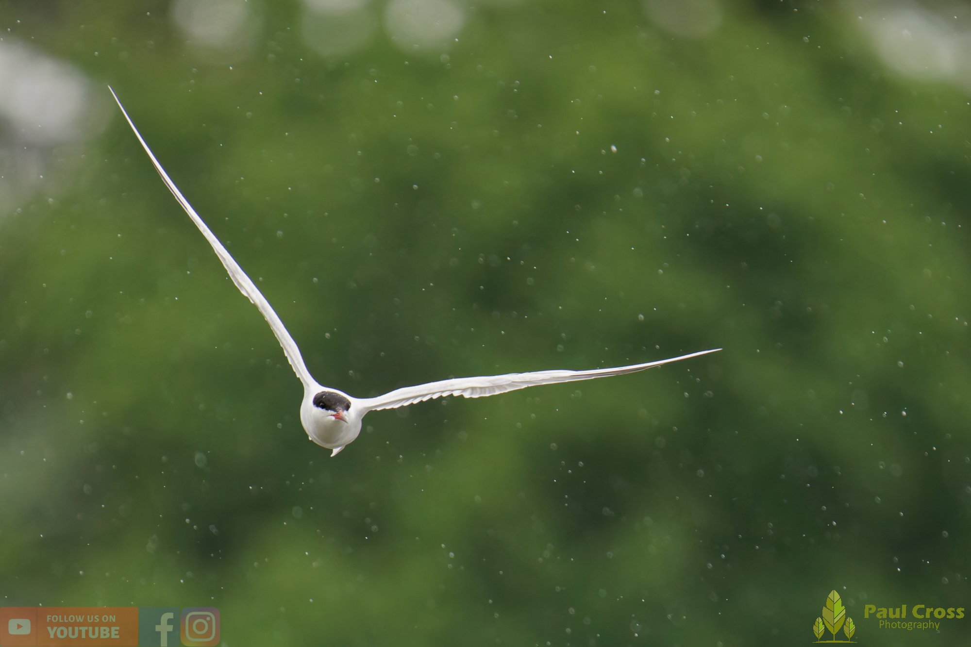 Common Tern-01963.jpg