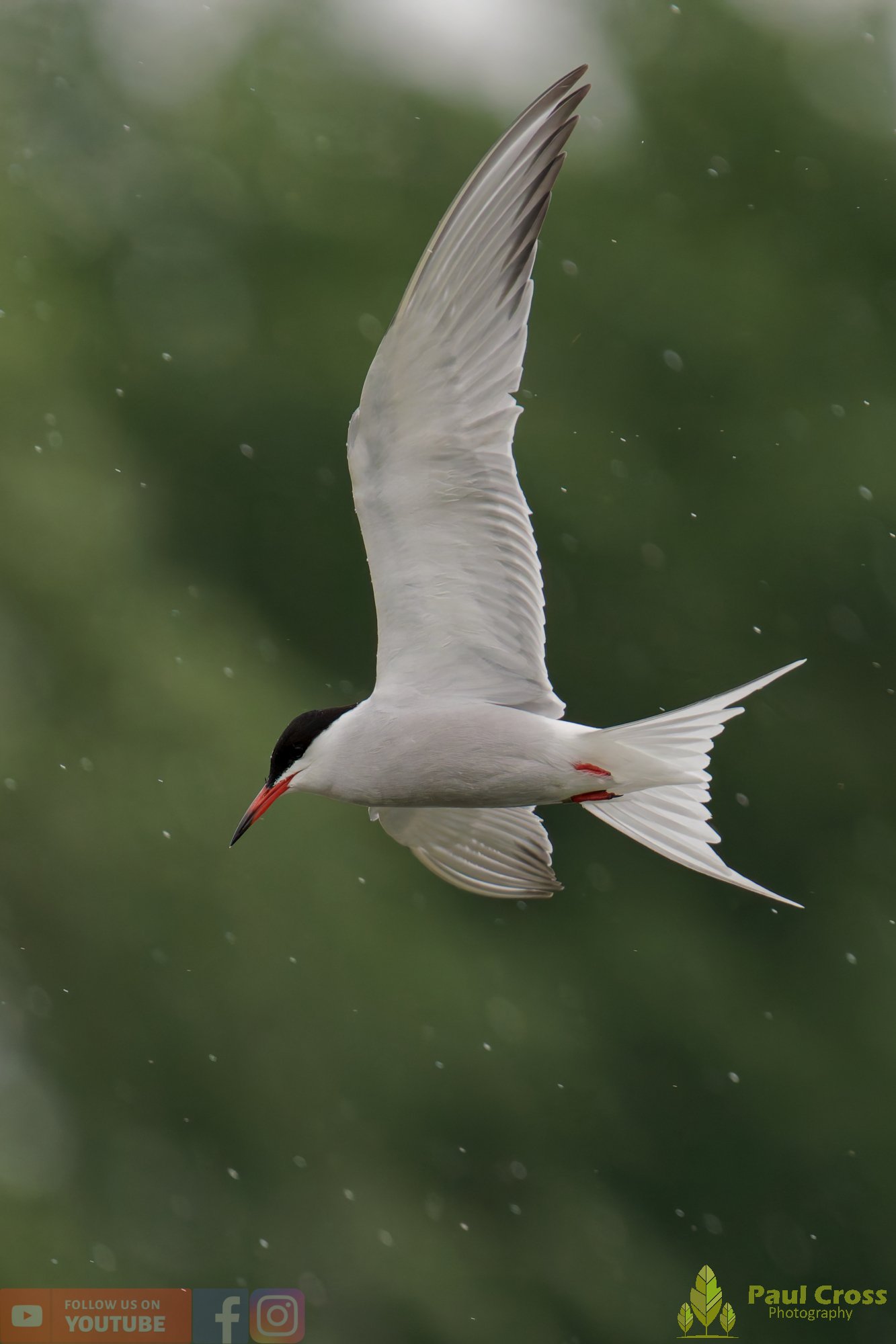 Common Tern-01964.jpg