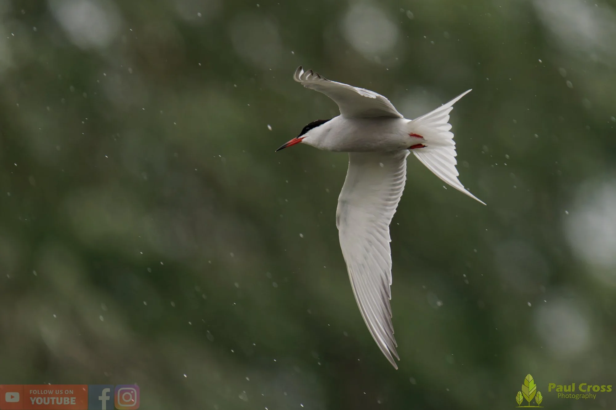 Common Tern-01965.jpg