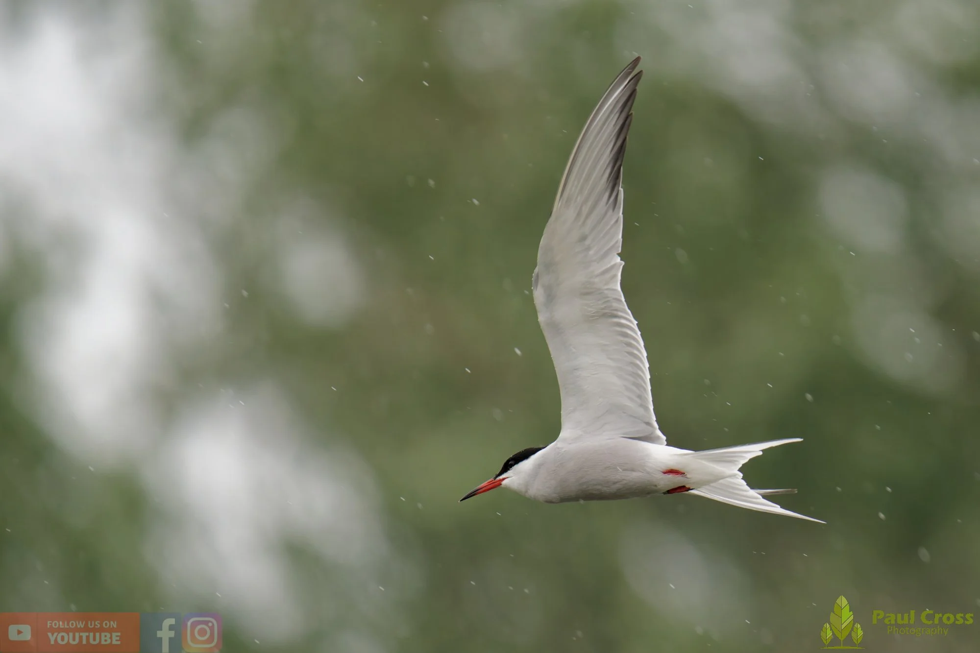 Common Tern-01966.jpg