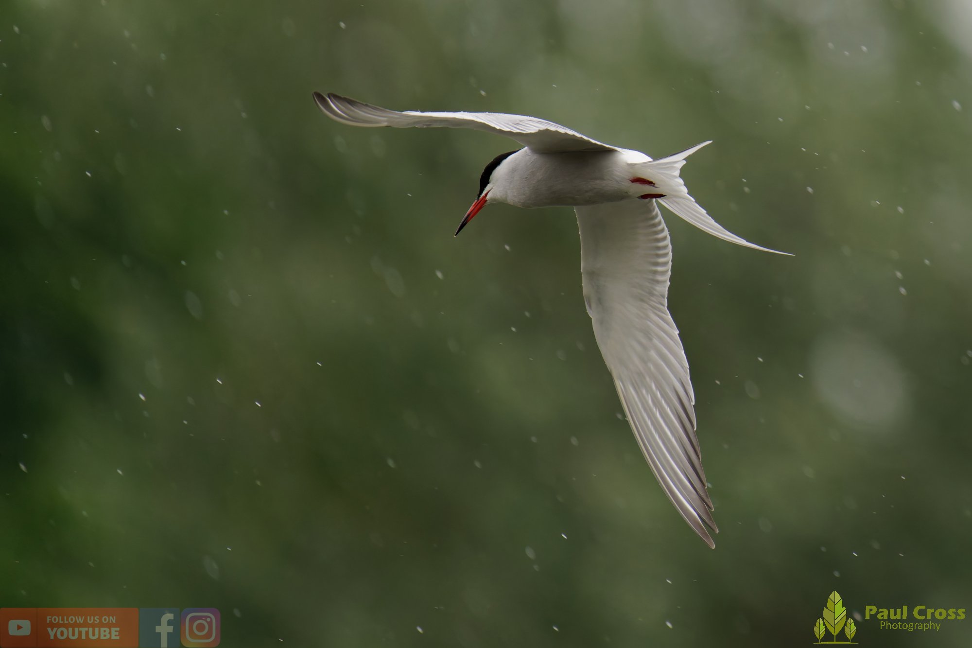 Common Tern-01967.jpg