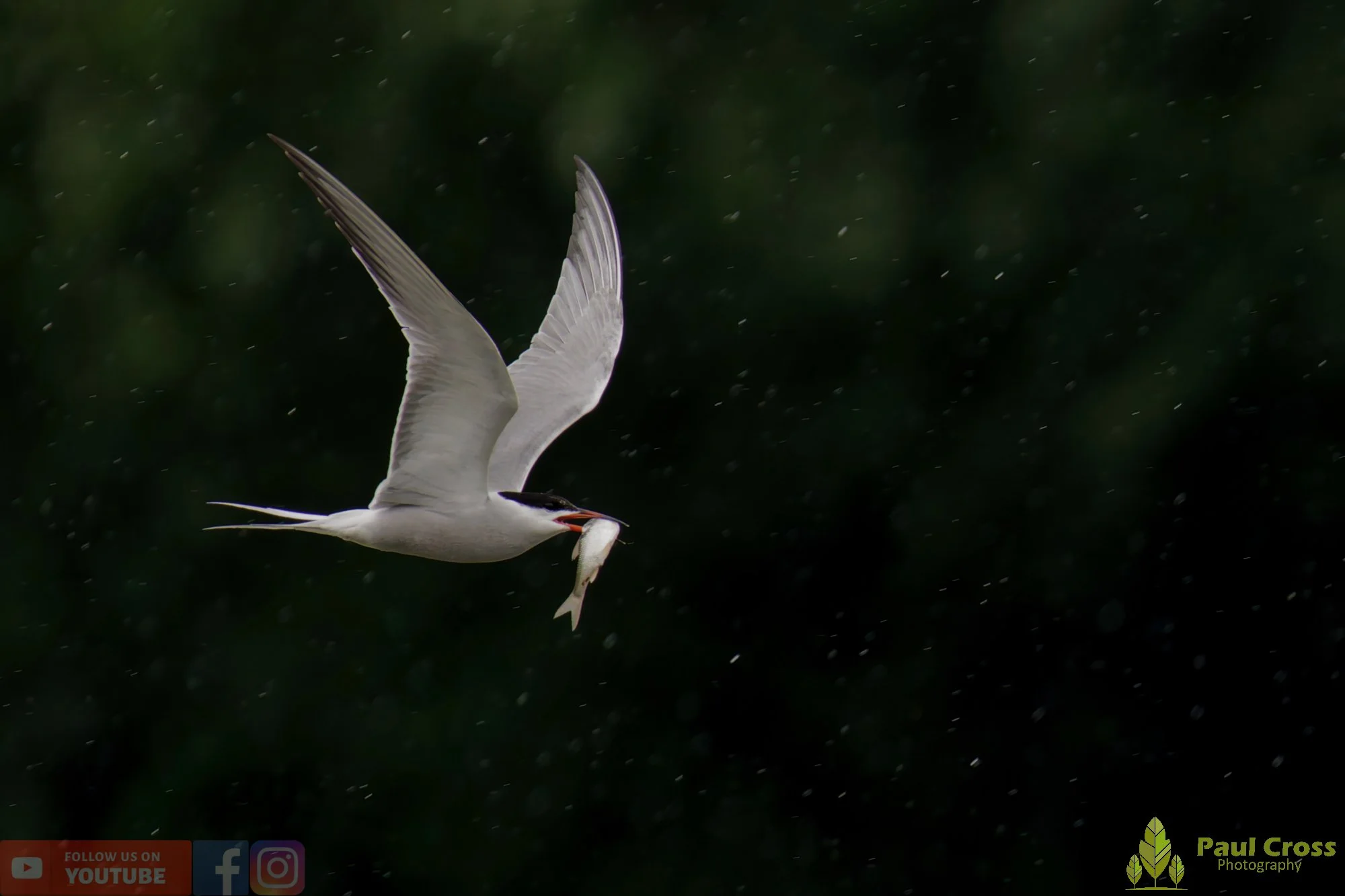 Common Tern-01968.jpg