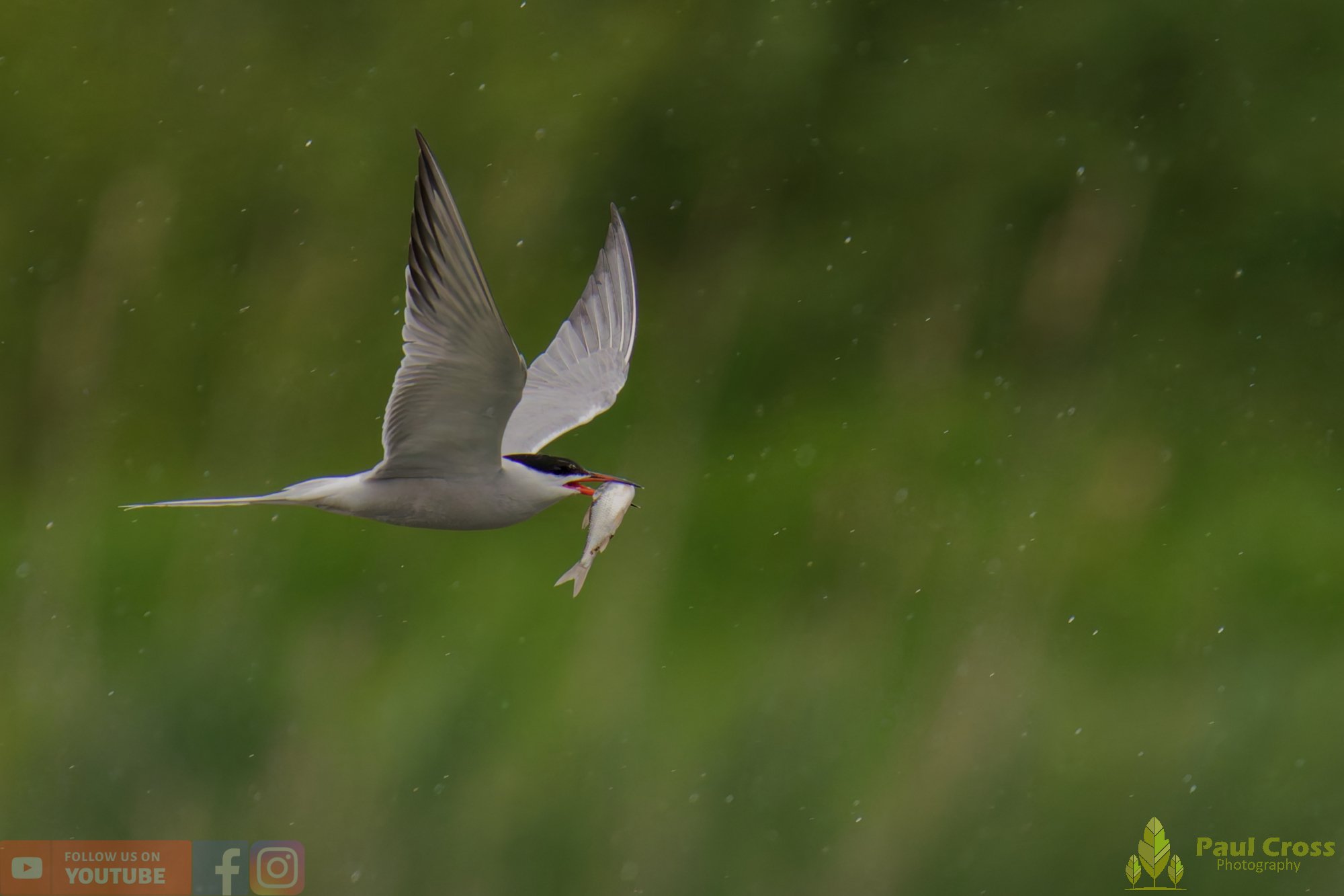 Common Tern-01969.jpg