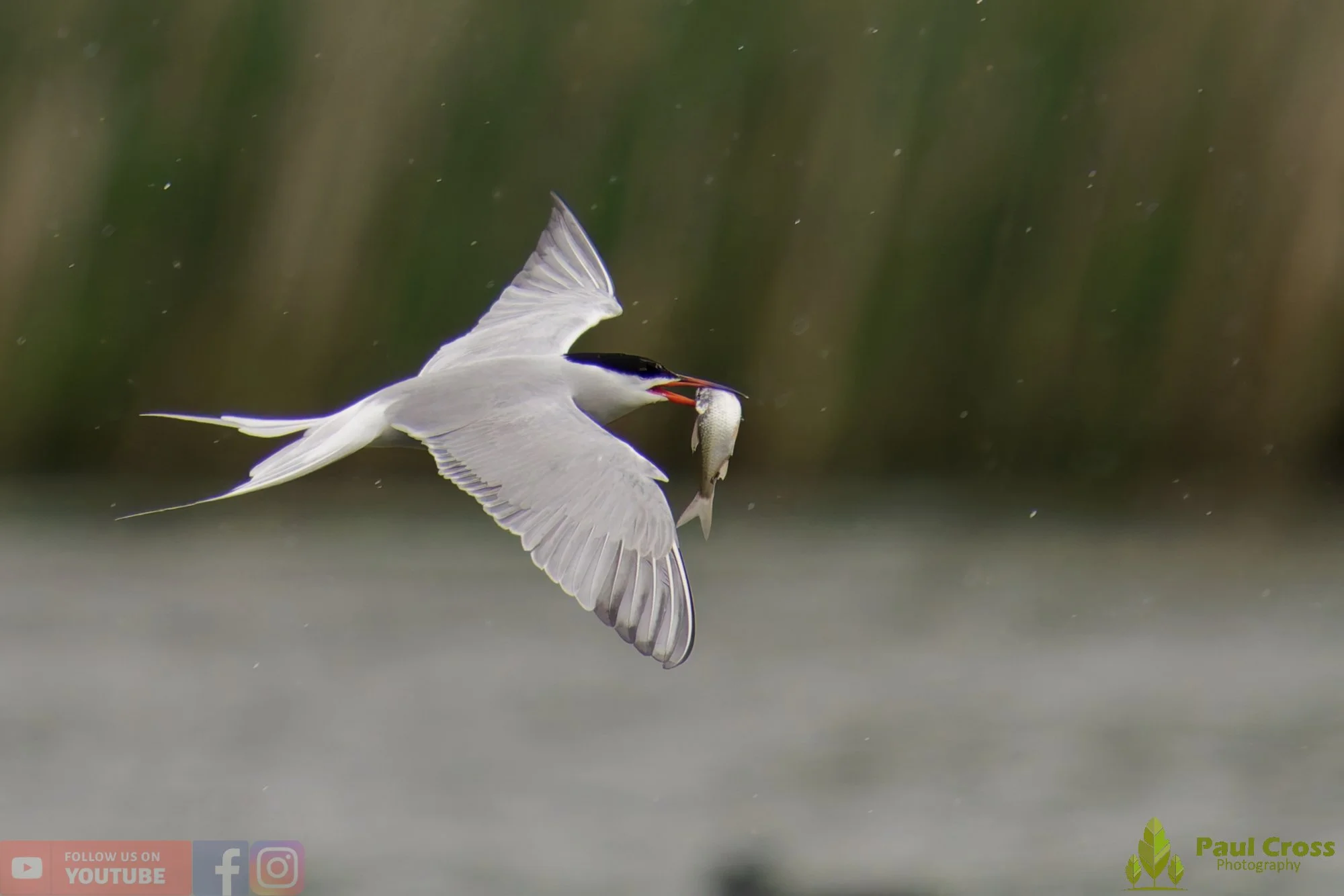 Common Tern-01970.jpg
