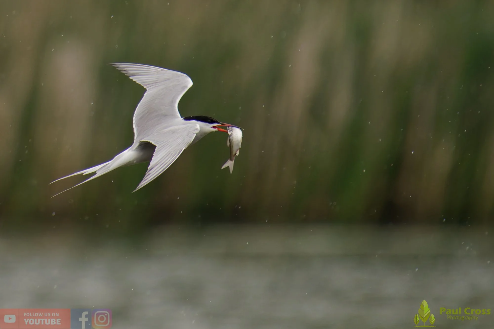 Common Tern-01971.jpg