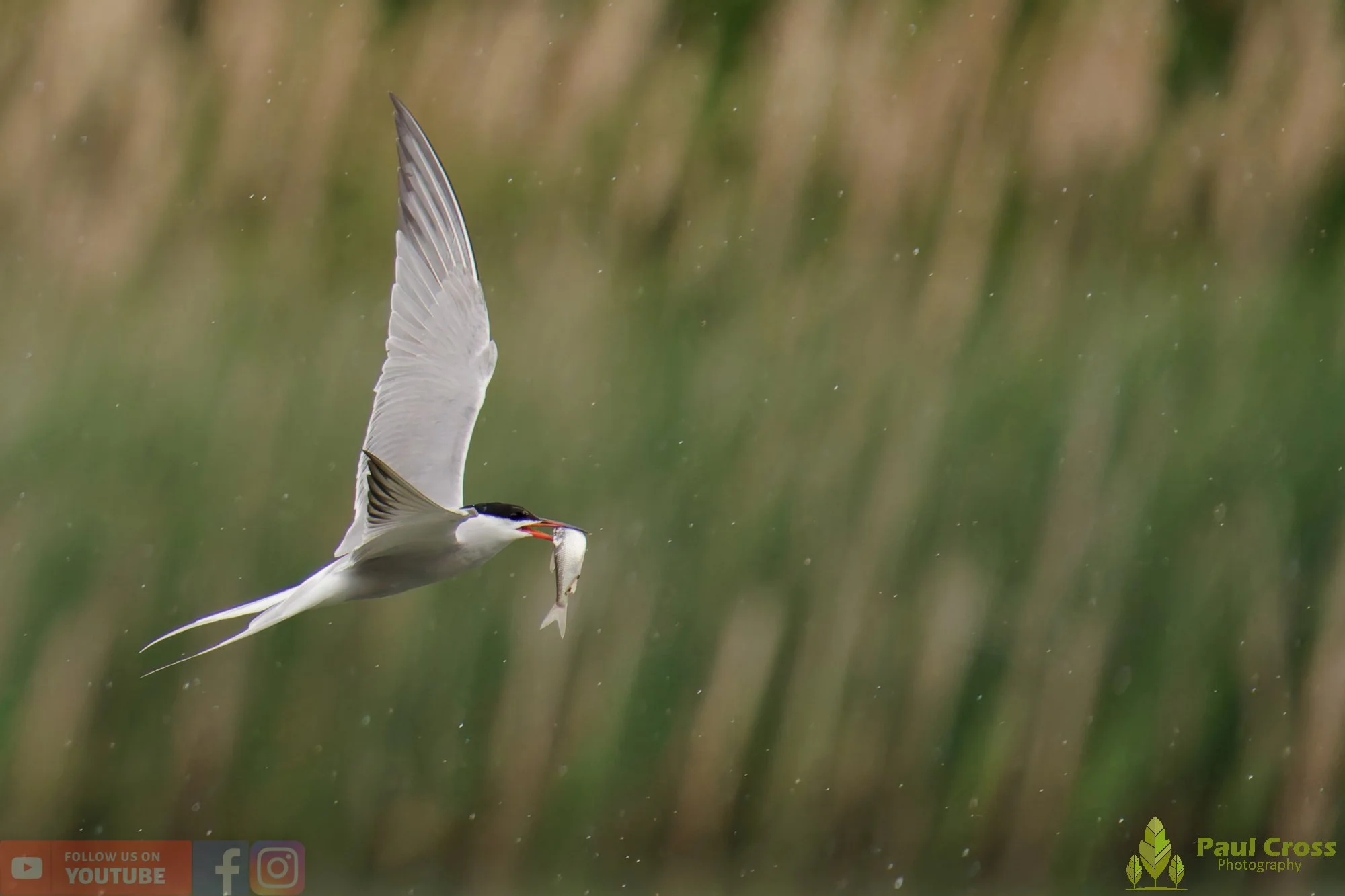 Common Tern-01972.jpg