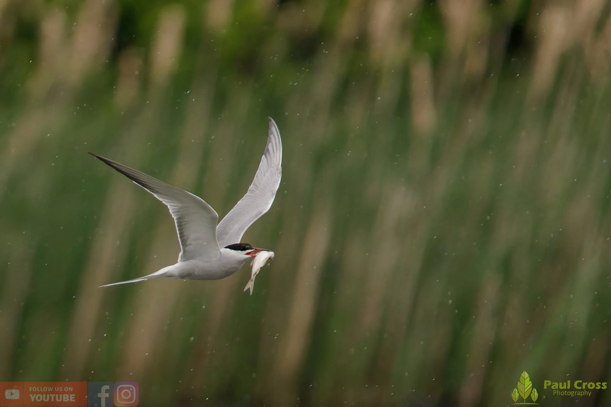Common Tern-01973.jpg