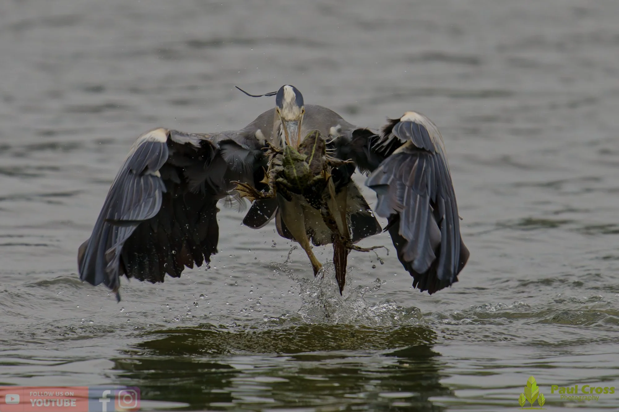 Grey Heron-00732.jpg