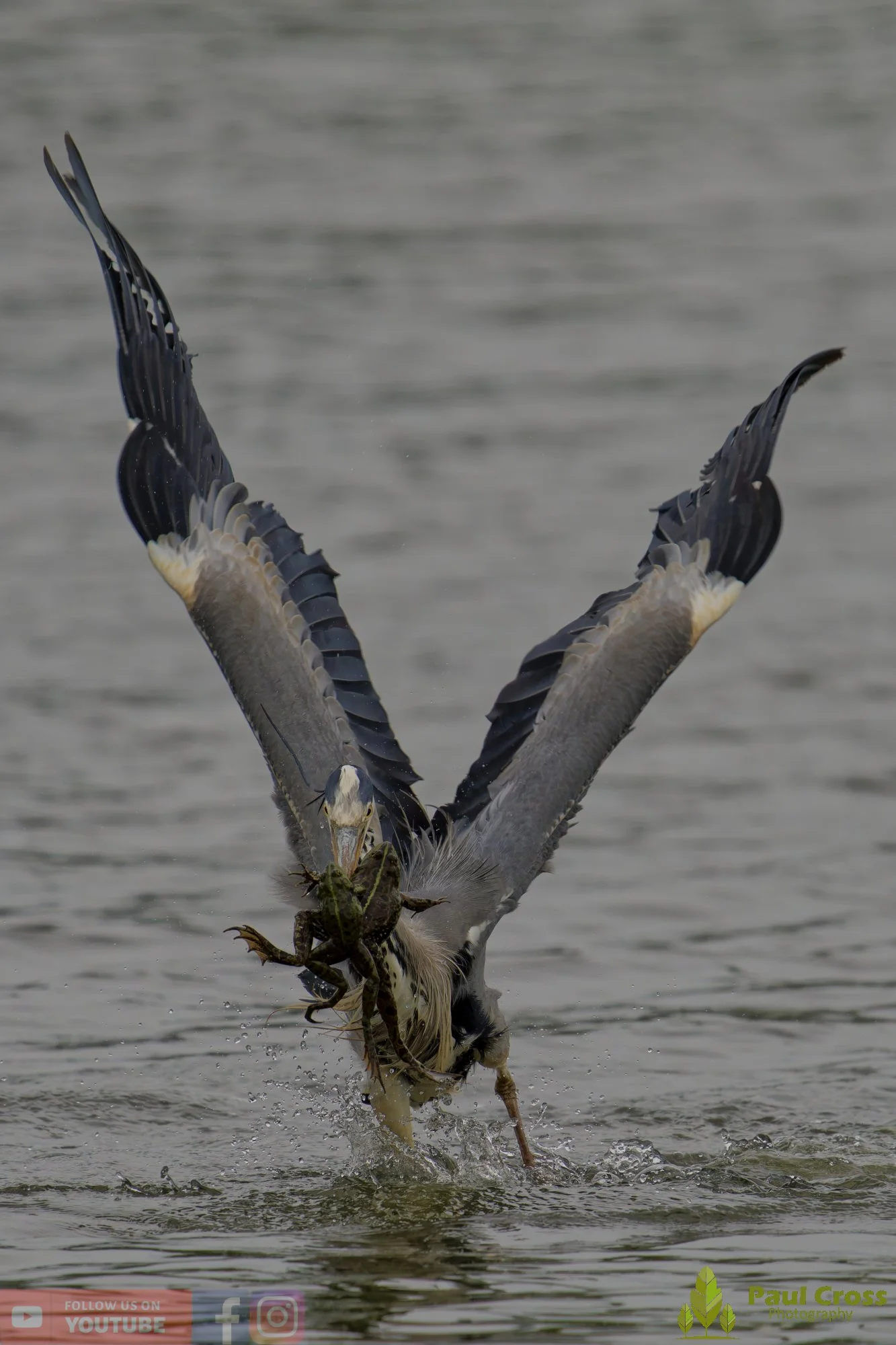 Grey Heron-00731.jpg