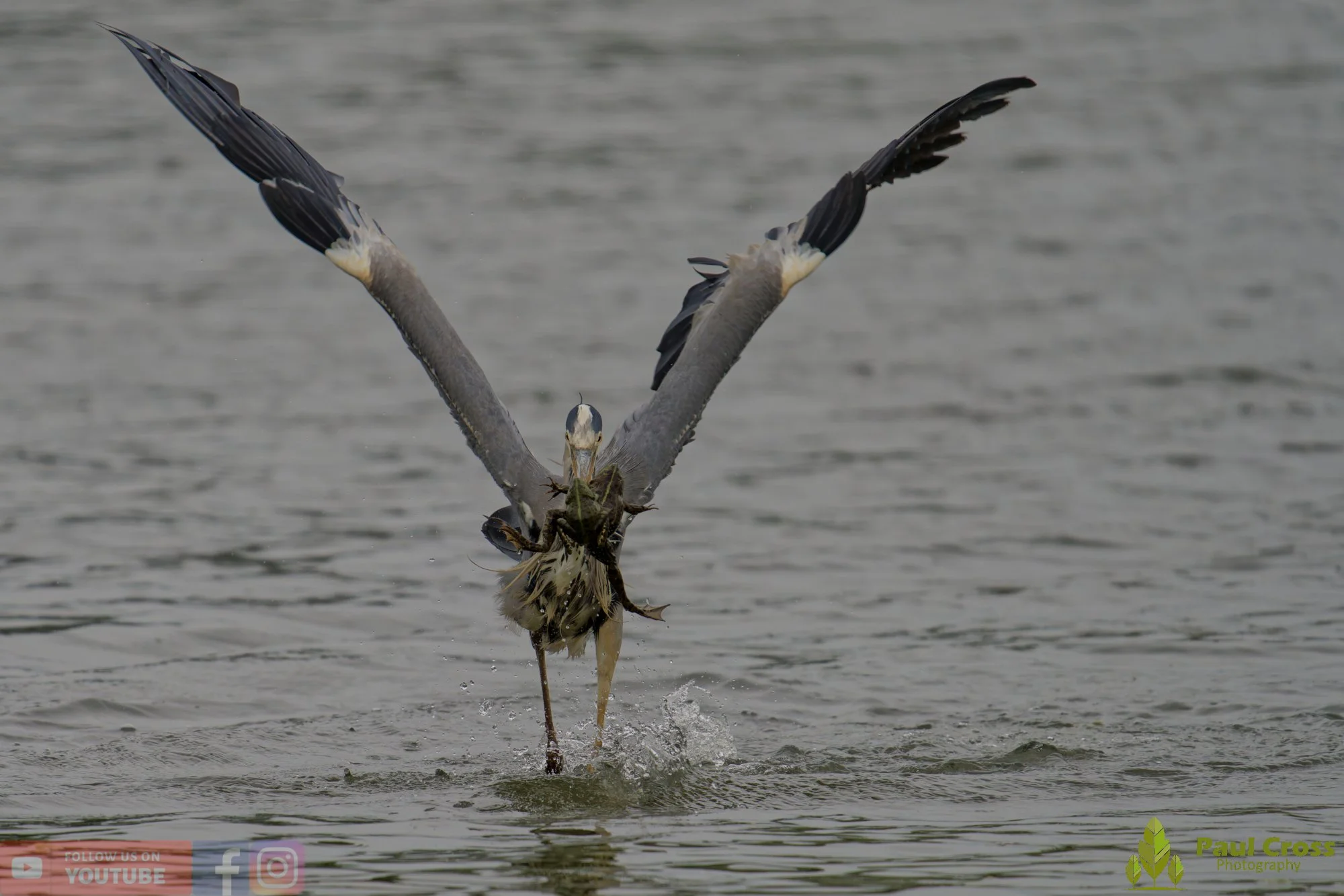 Grey Heron-00733.jpg