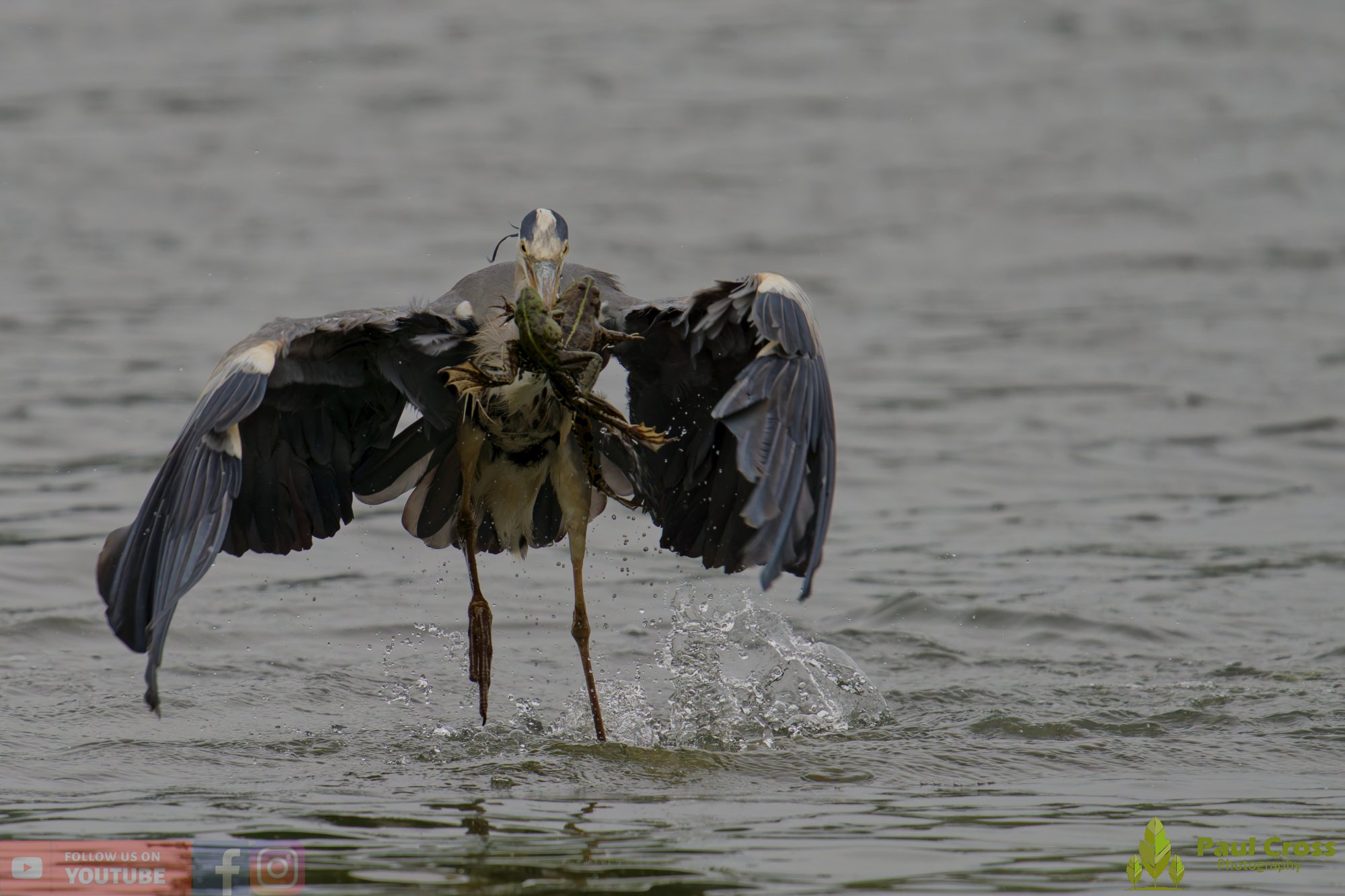 Grey Heron-00734.jpg