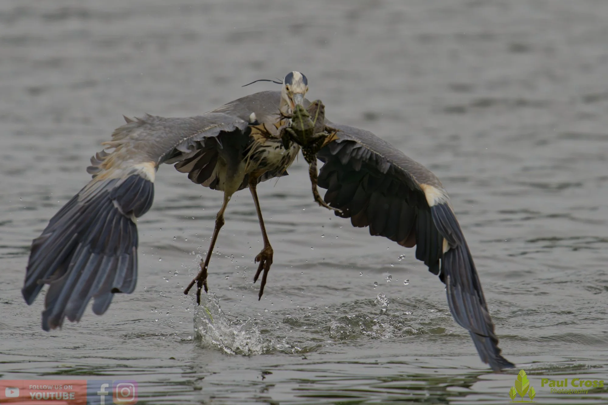 Grey Heron-00735.jpg