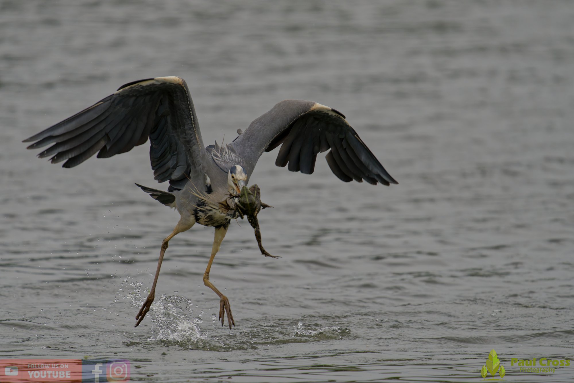 Grey Heron-00736.jpg