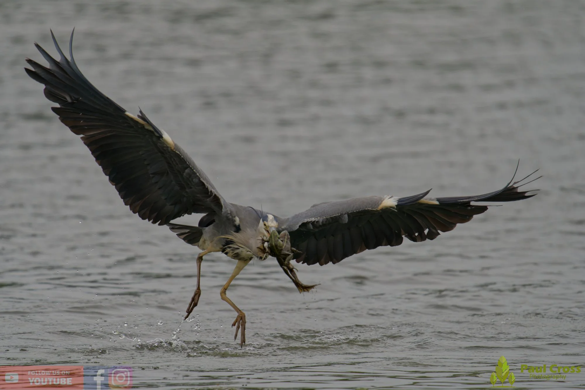 Grey Heron-00737.jpg