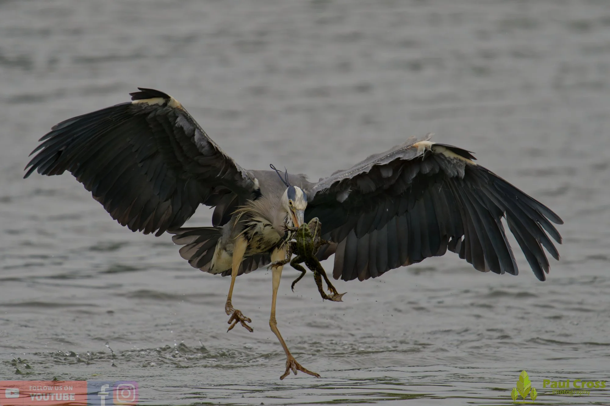 Grey Heron-00738.jpg