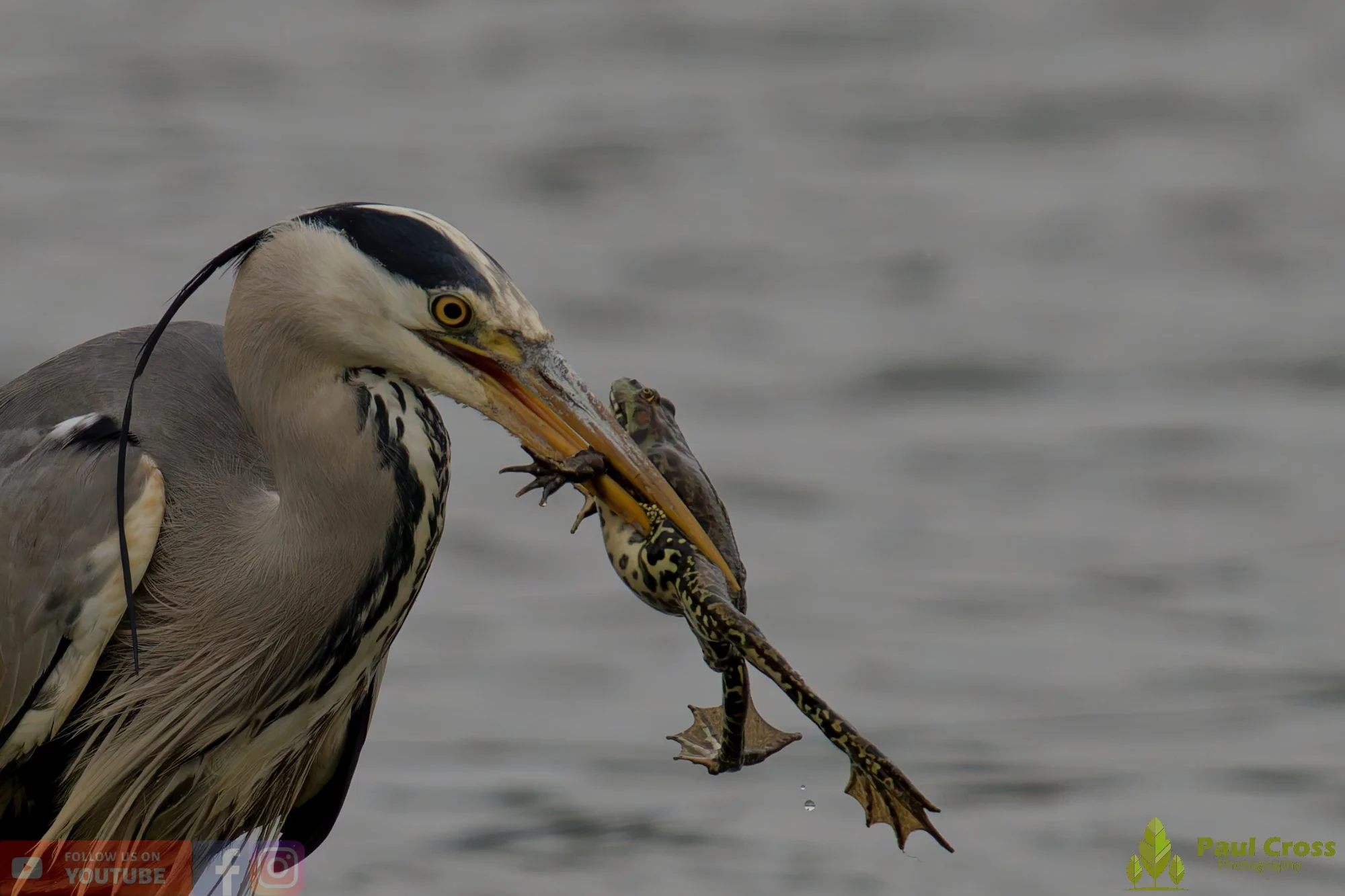 Grey Heron-00739.jpg