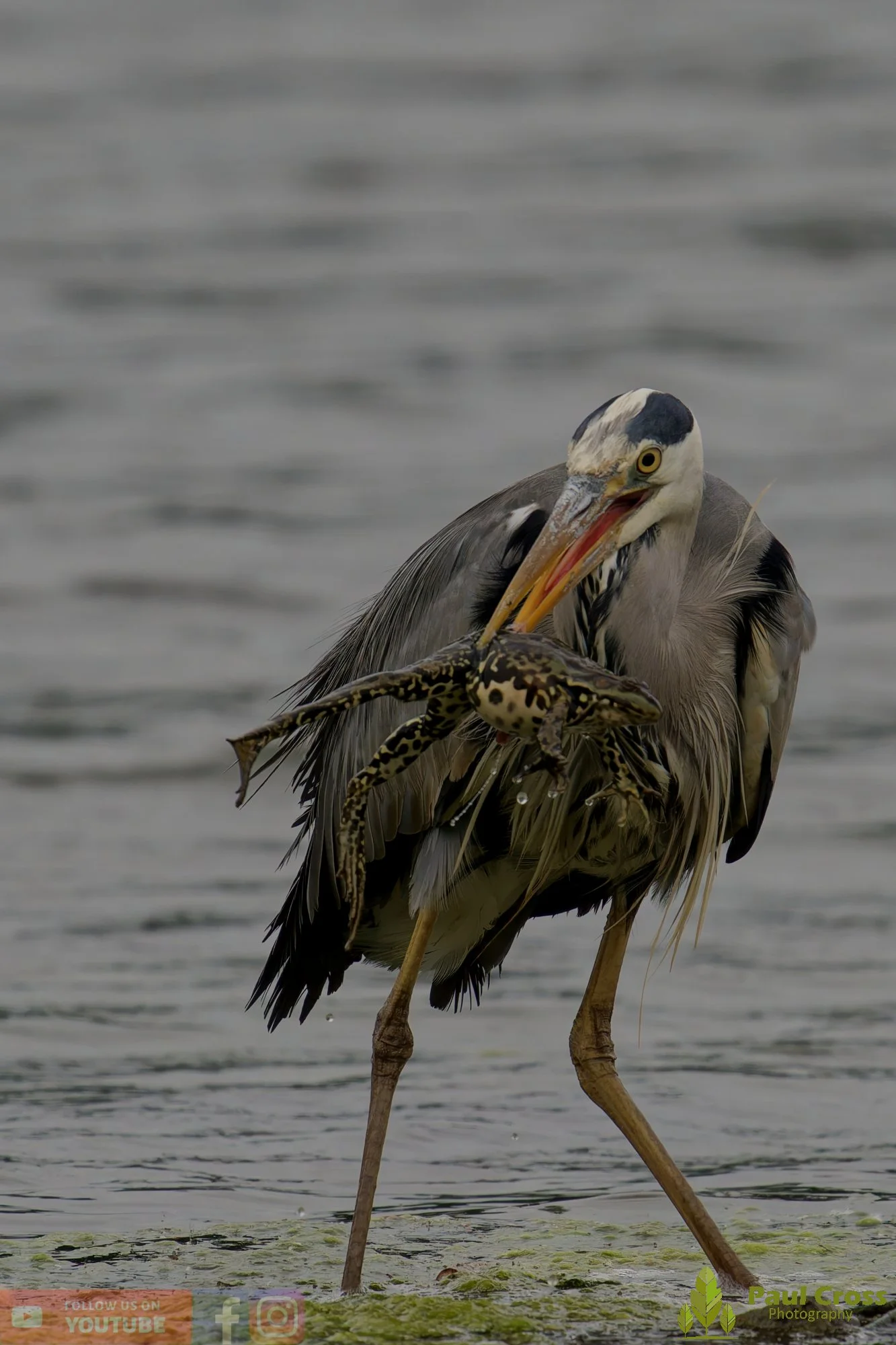 Grey Heron-00740.jpg