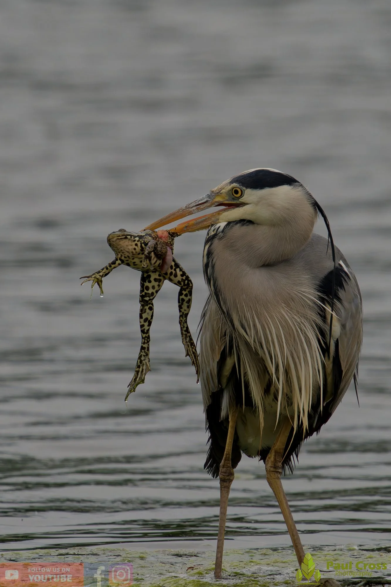 Grey Heron-00741.jpg