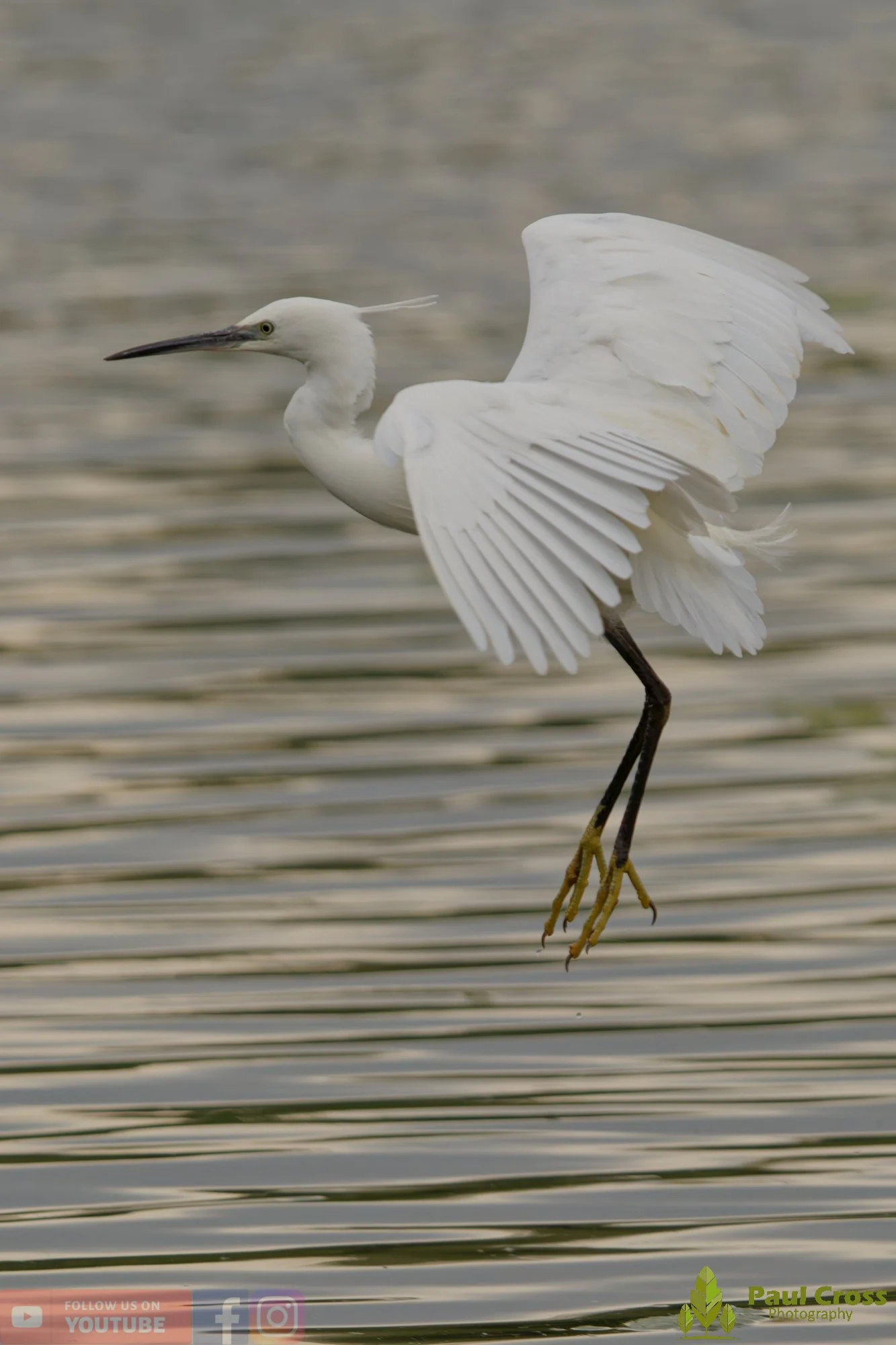 Little Egret-00557.jpg