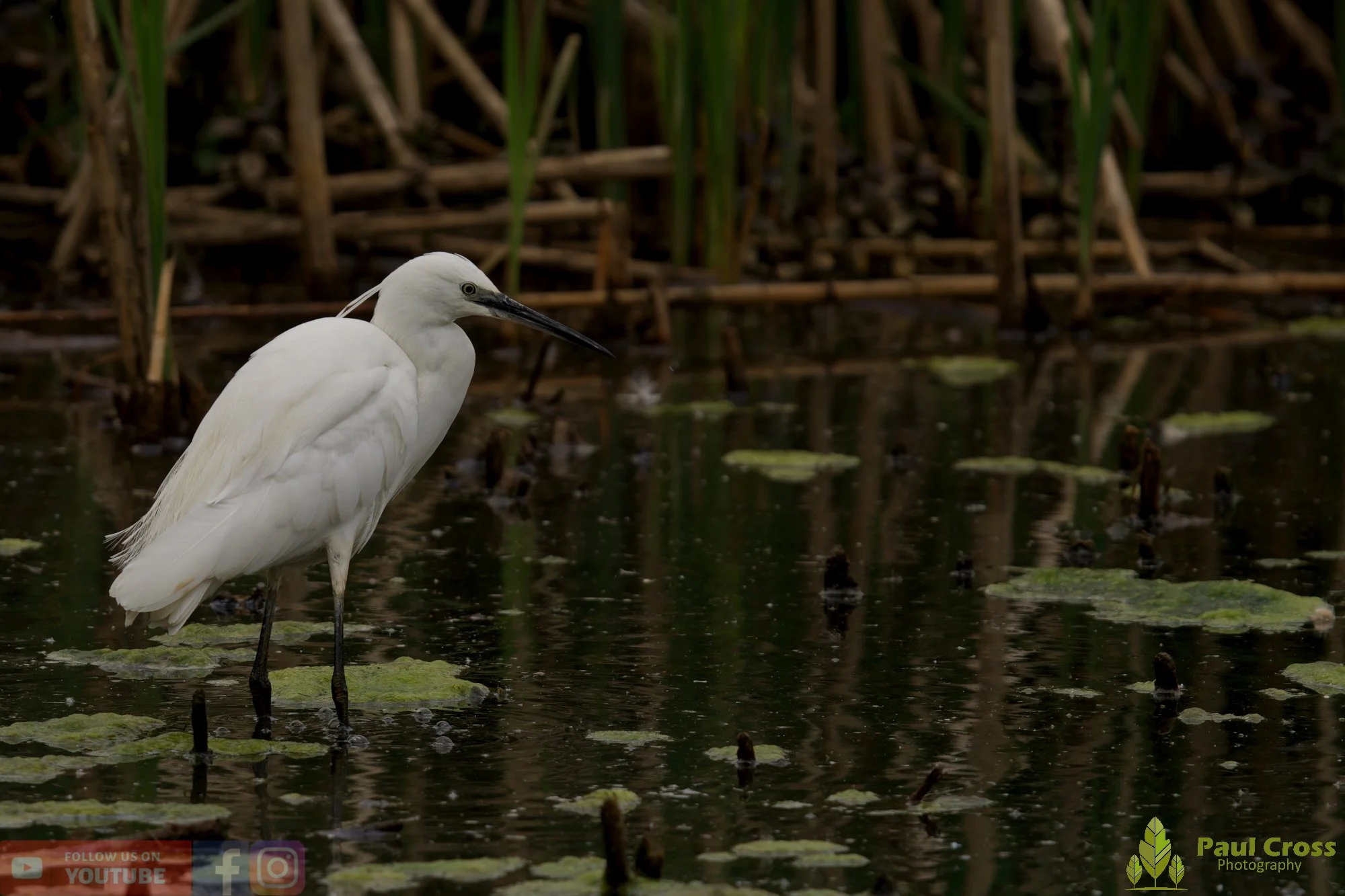 Little Egret-00558.jpg