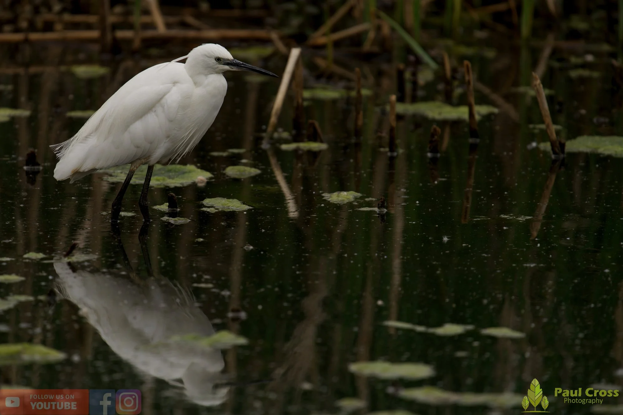 Little Egret-00559.jpg