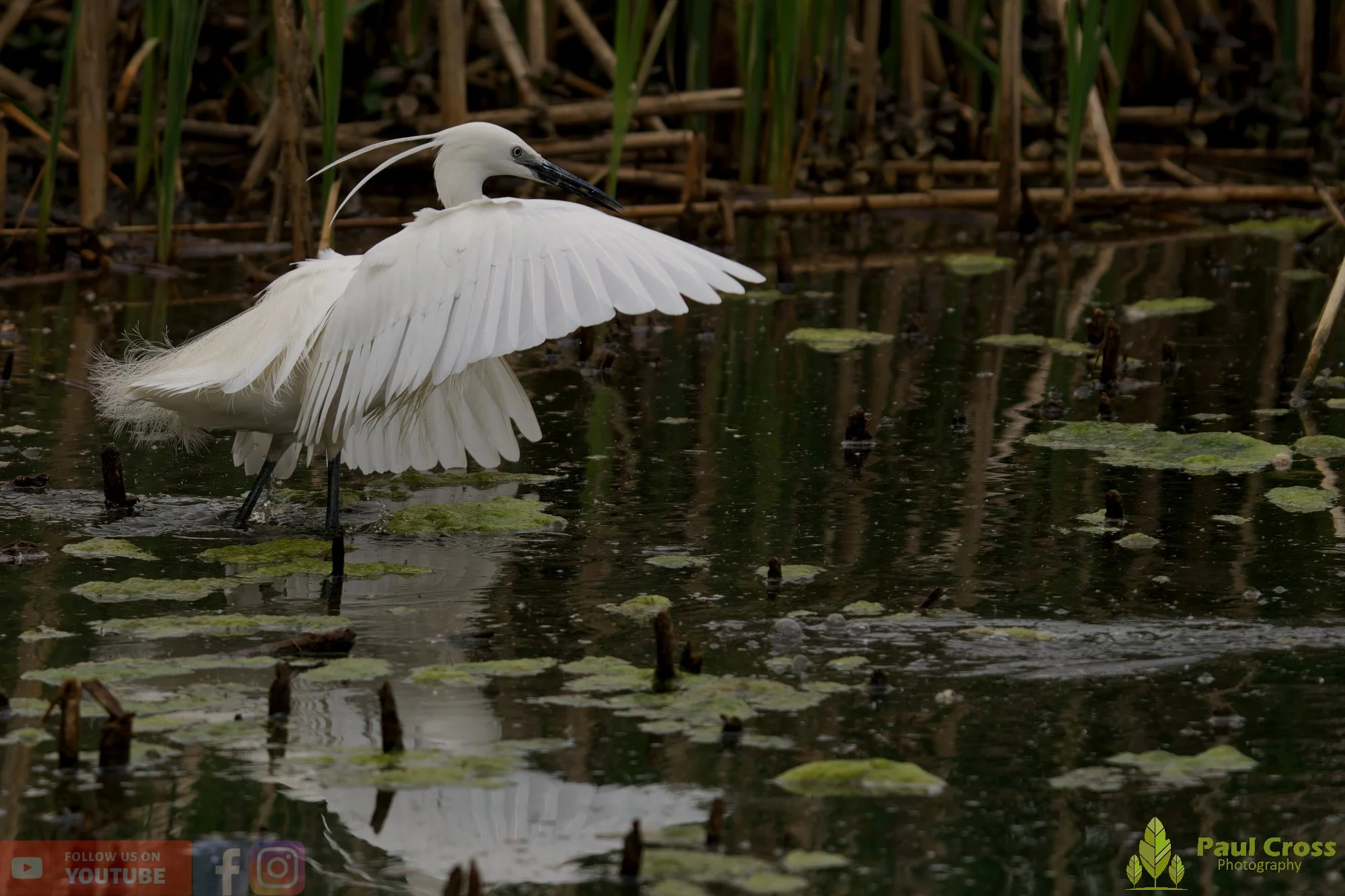 Little Egret-00560.jpg