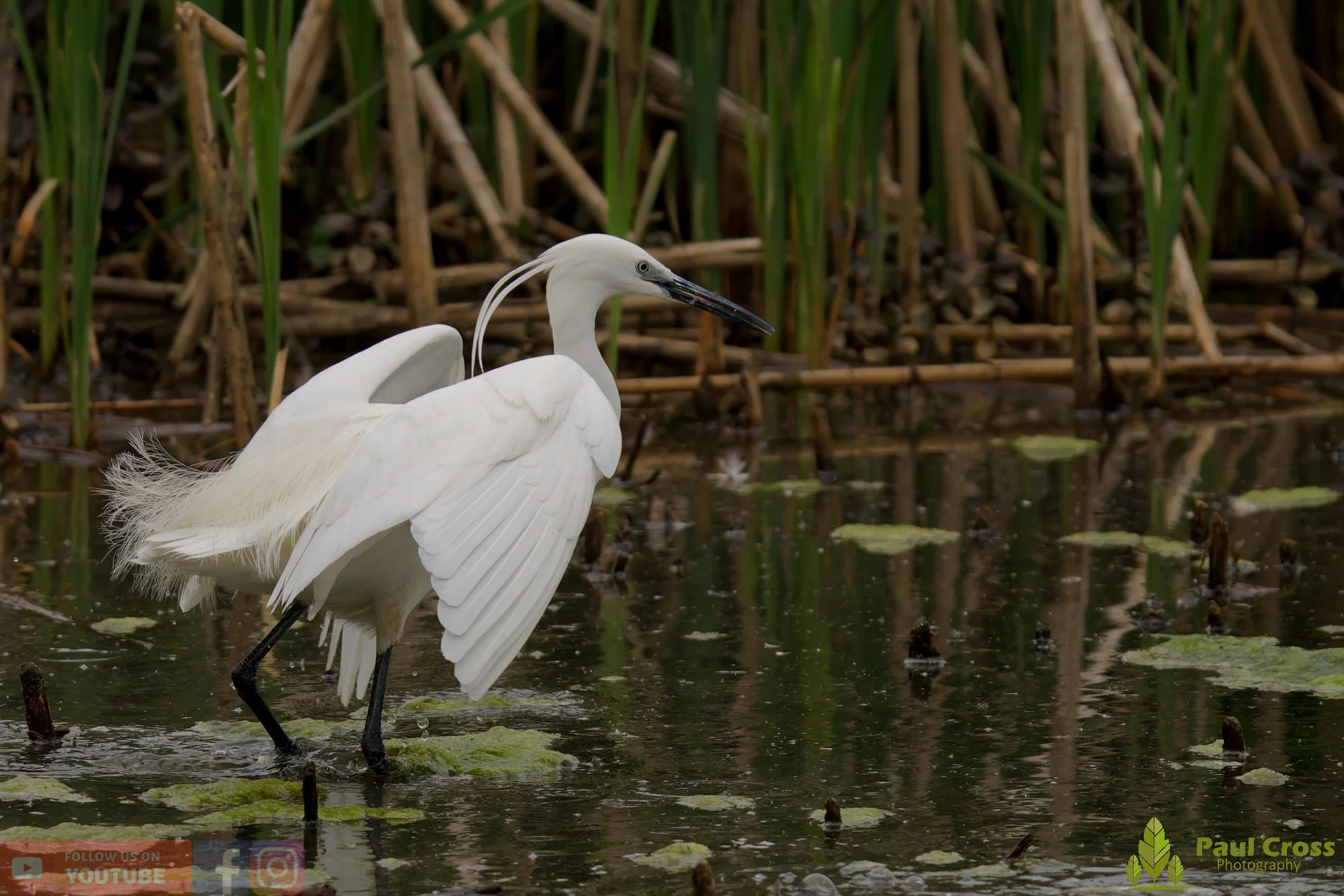Little Egret-00561.jpg