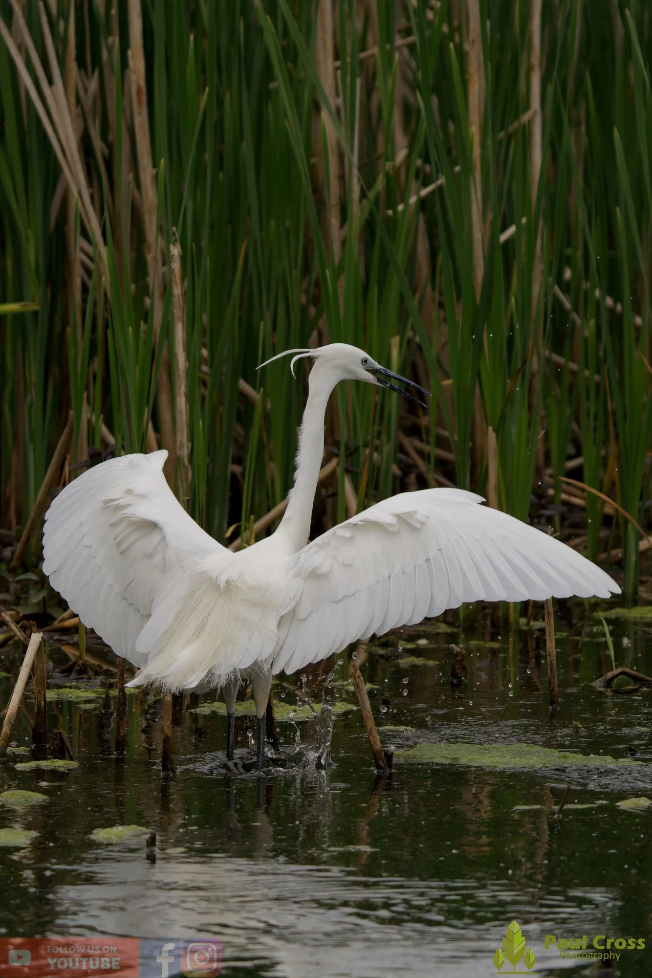 Little Egret-00562.jpg