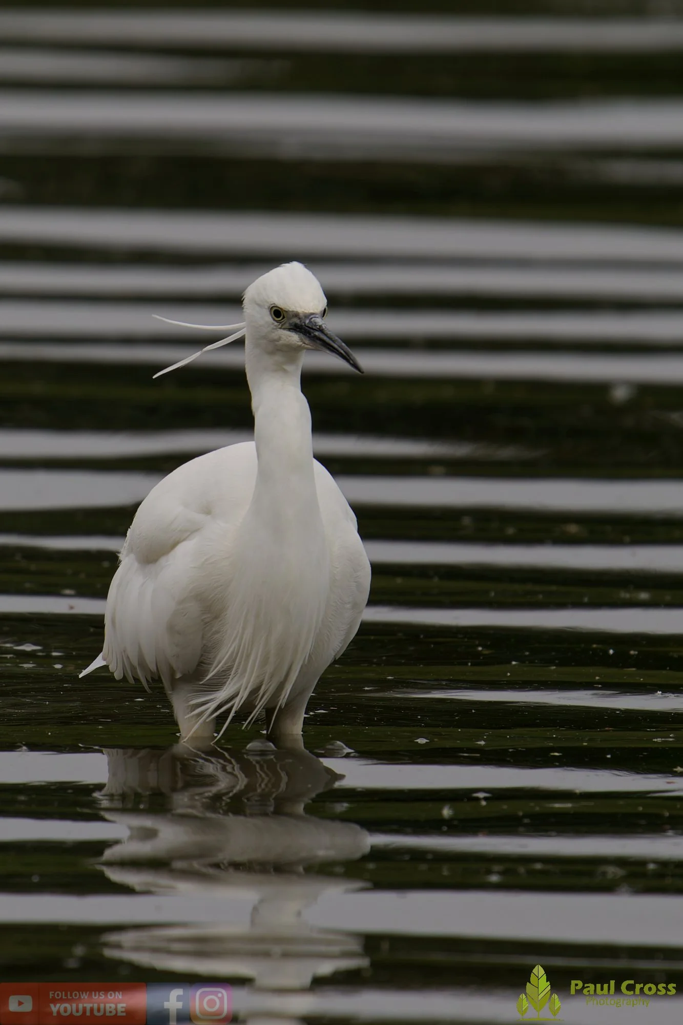 Little Egret-00563.jpg