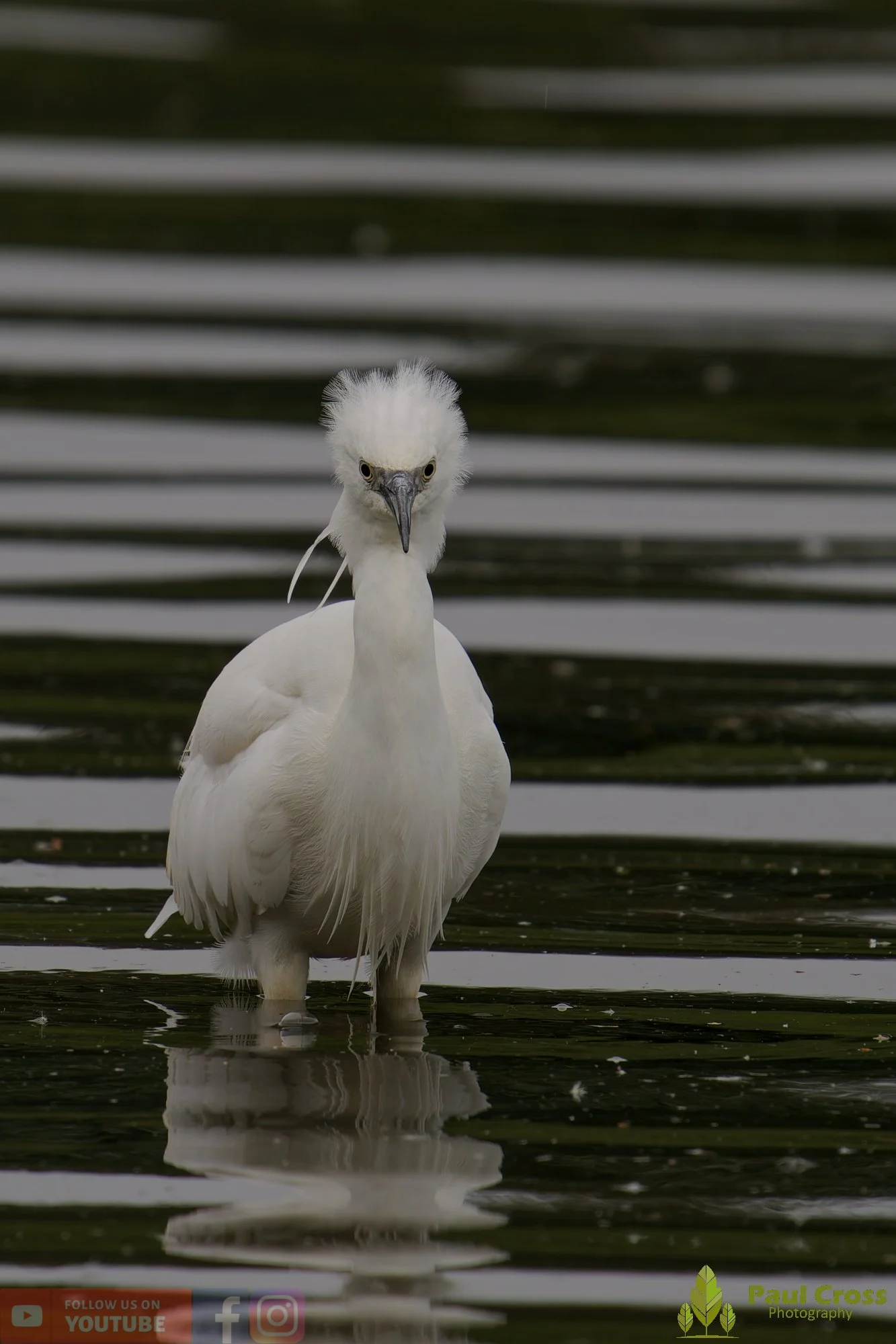 Little Egret-00564.jpg