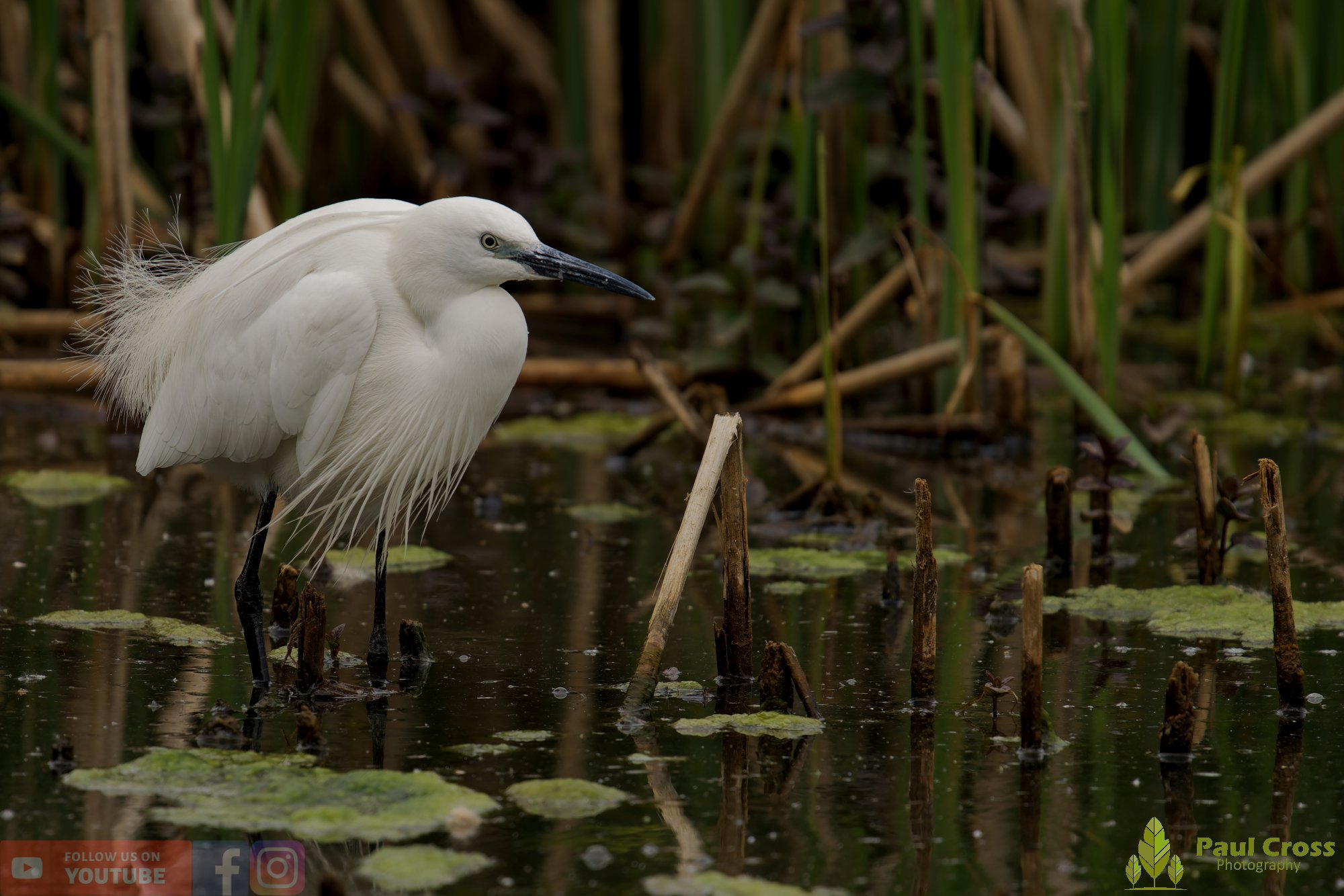 Little Egret-00565.jpg