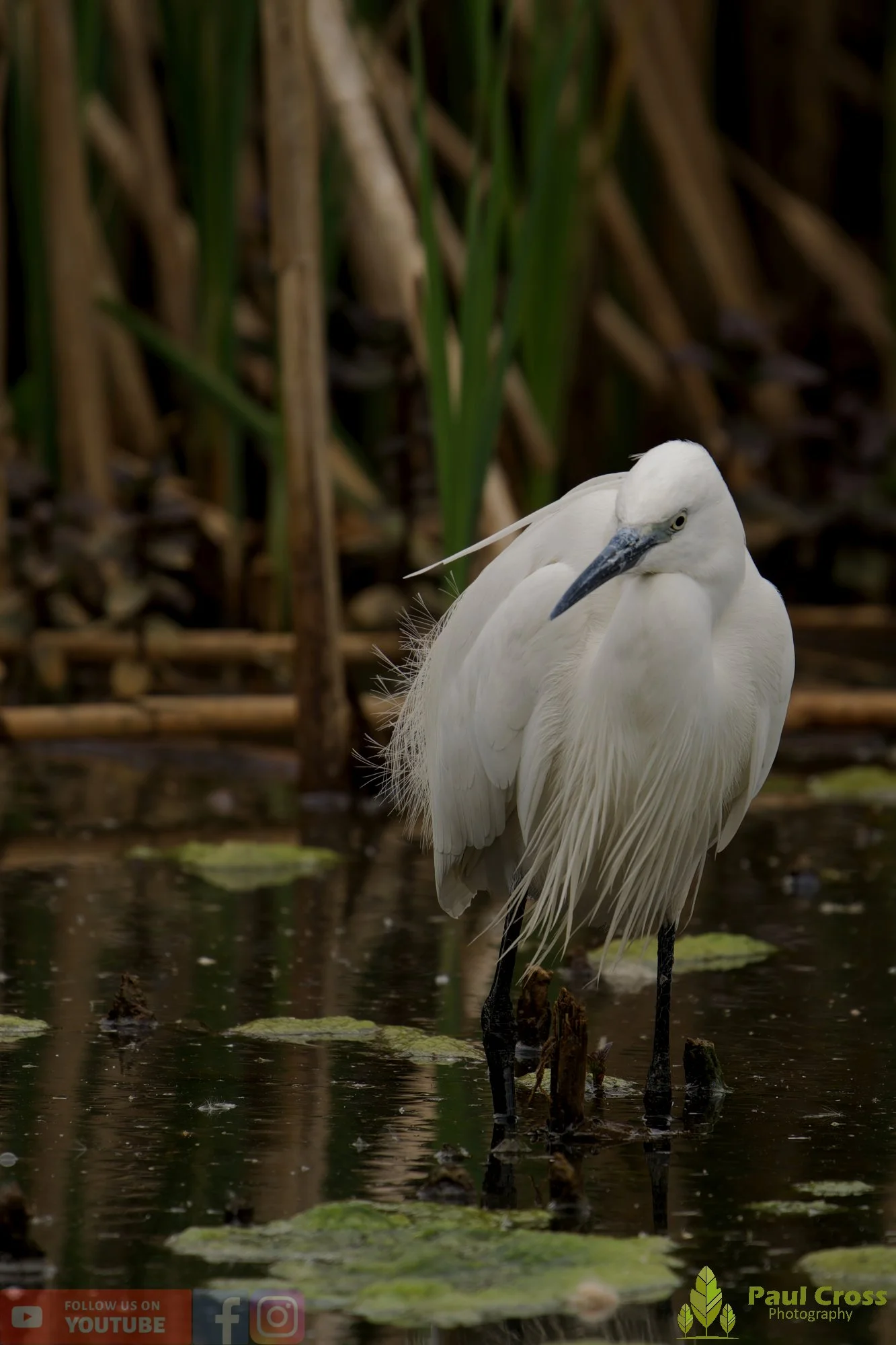 Little Egret-00566.jpg