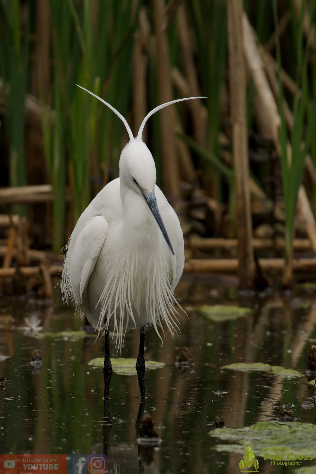 Little Egret-00567.jpg