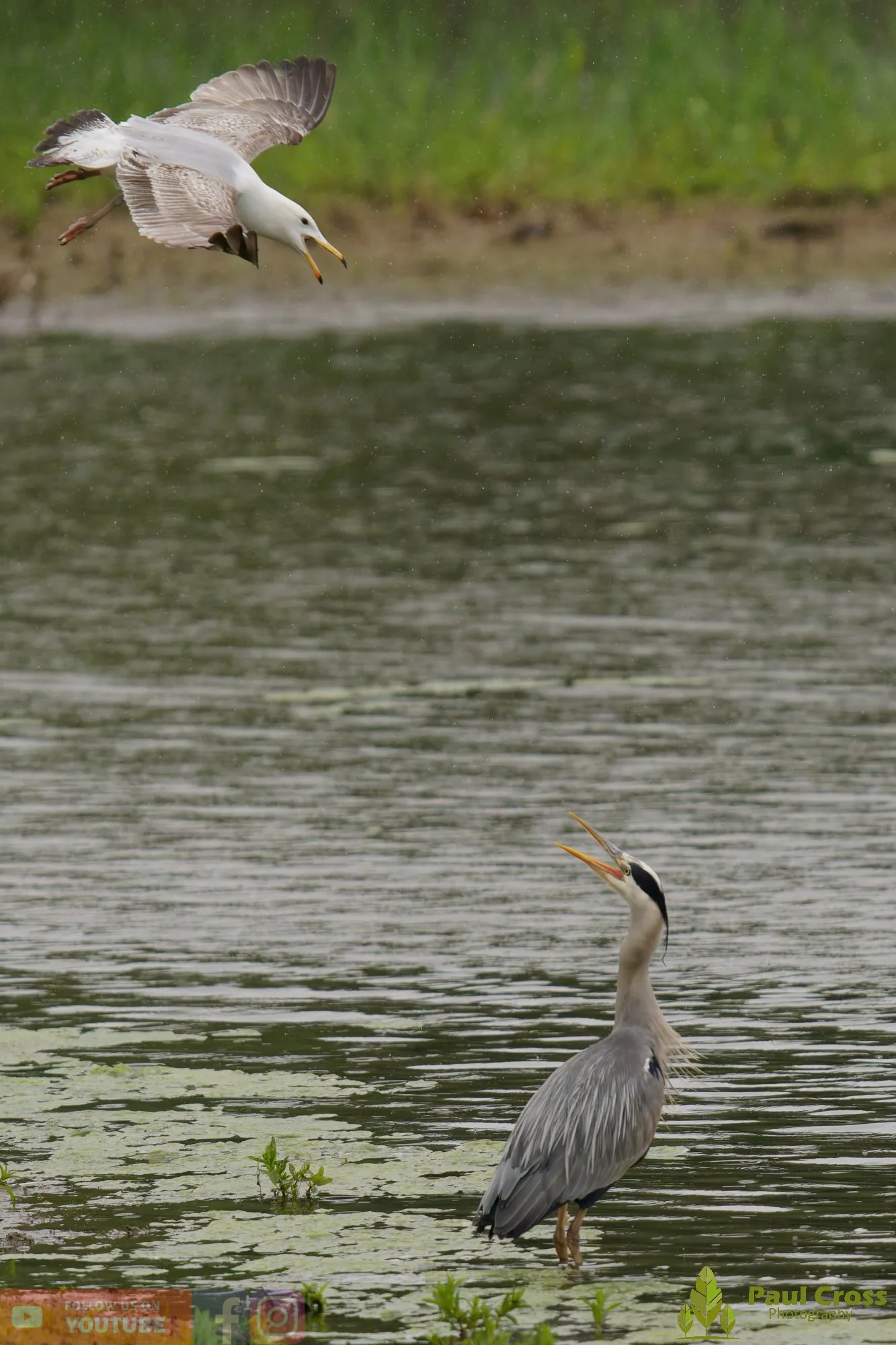 Grey Heron-00743.jpg